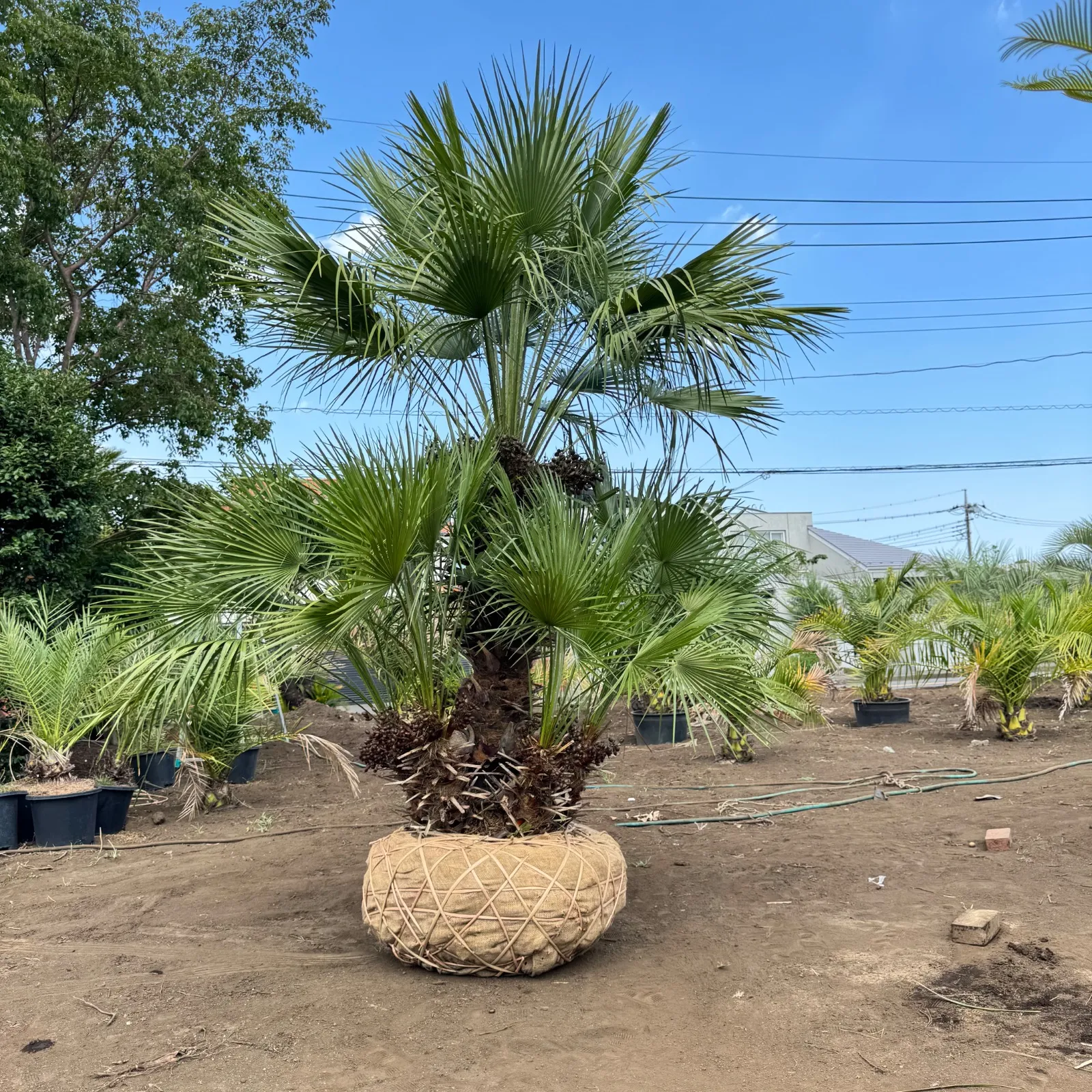 【引き取り限定】チャメロップス　フミリス　幹高60 多頭　関東近辺別途配送あり 2025年最新】チャメロップスの人気アイテム - メルカリ