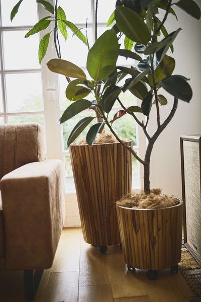 観葉植物 鉢