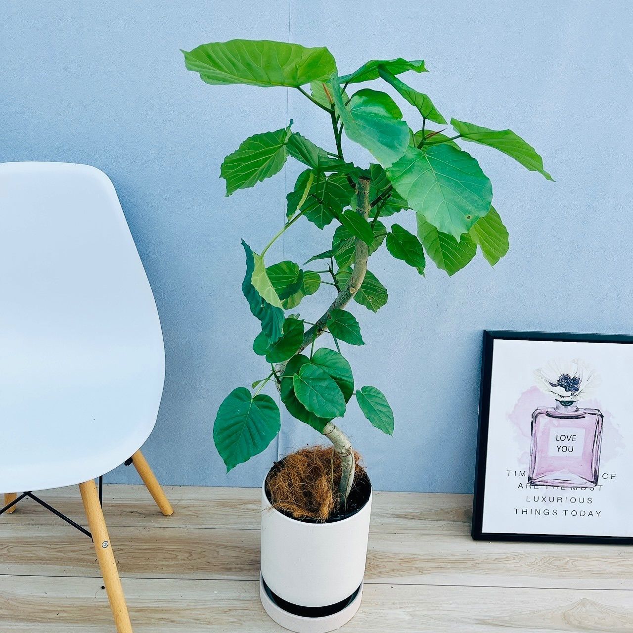 現品］C フィカス ウンベラータ 注文 曲がり 観葉植物 室内 ゴムの木