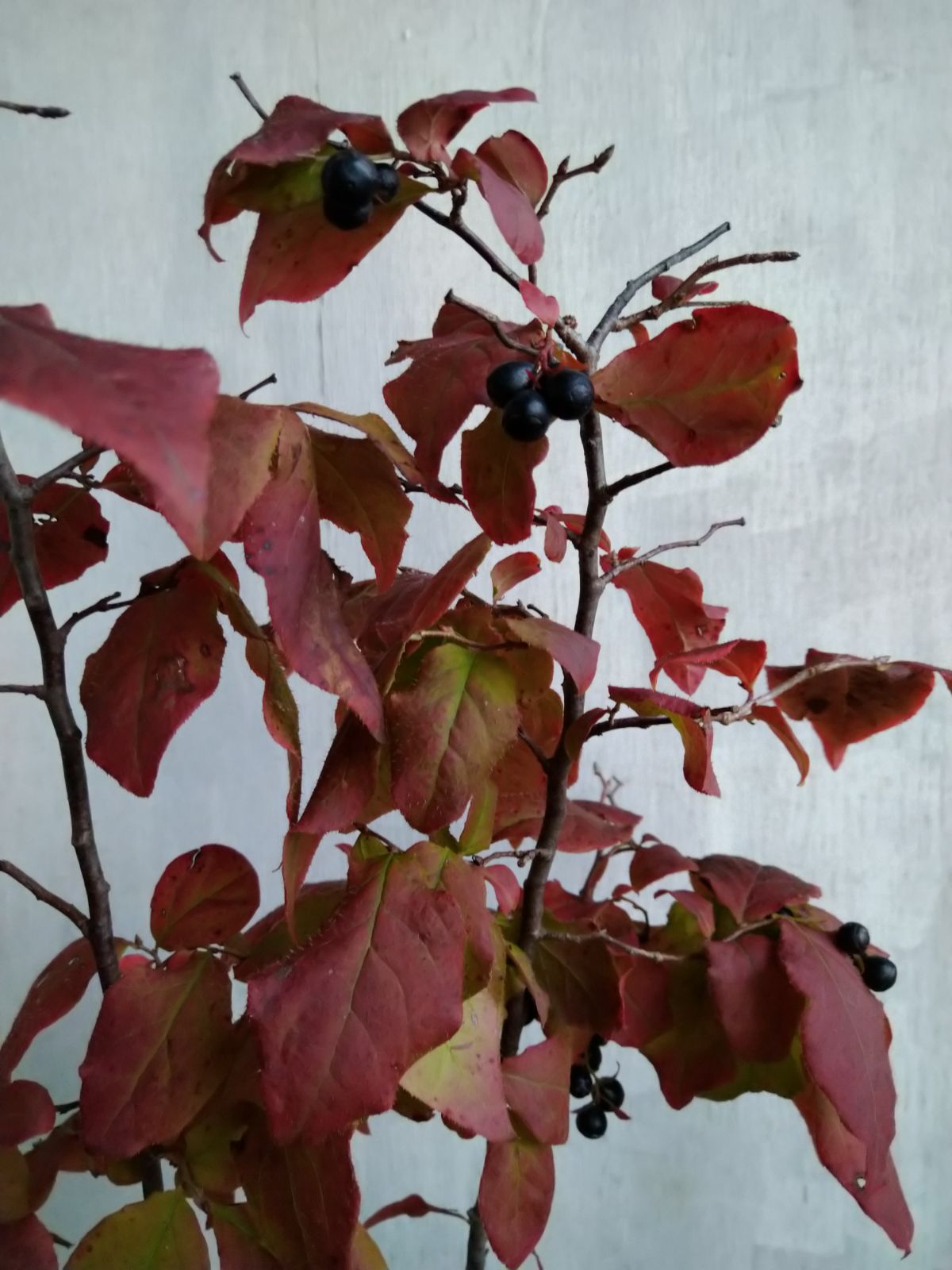 ナツハゼ株立ち ナツハゼ 株立ち 288 ナツハゼ（夏黄櫨）苗