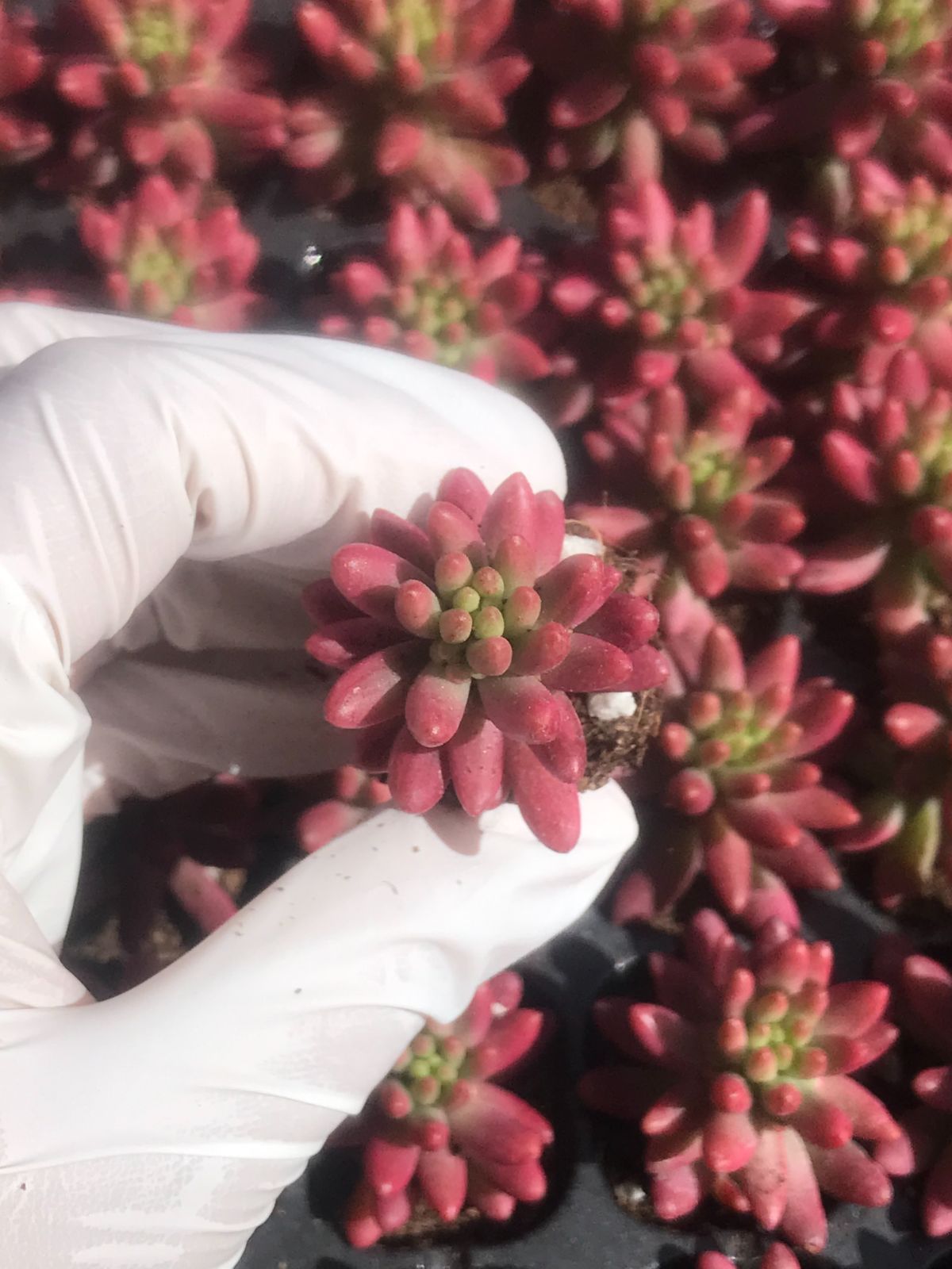 105株 V605 多肉植物 エケベリア 虹の錦 超美苗 サボテン 観葉植物 花