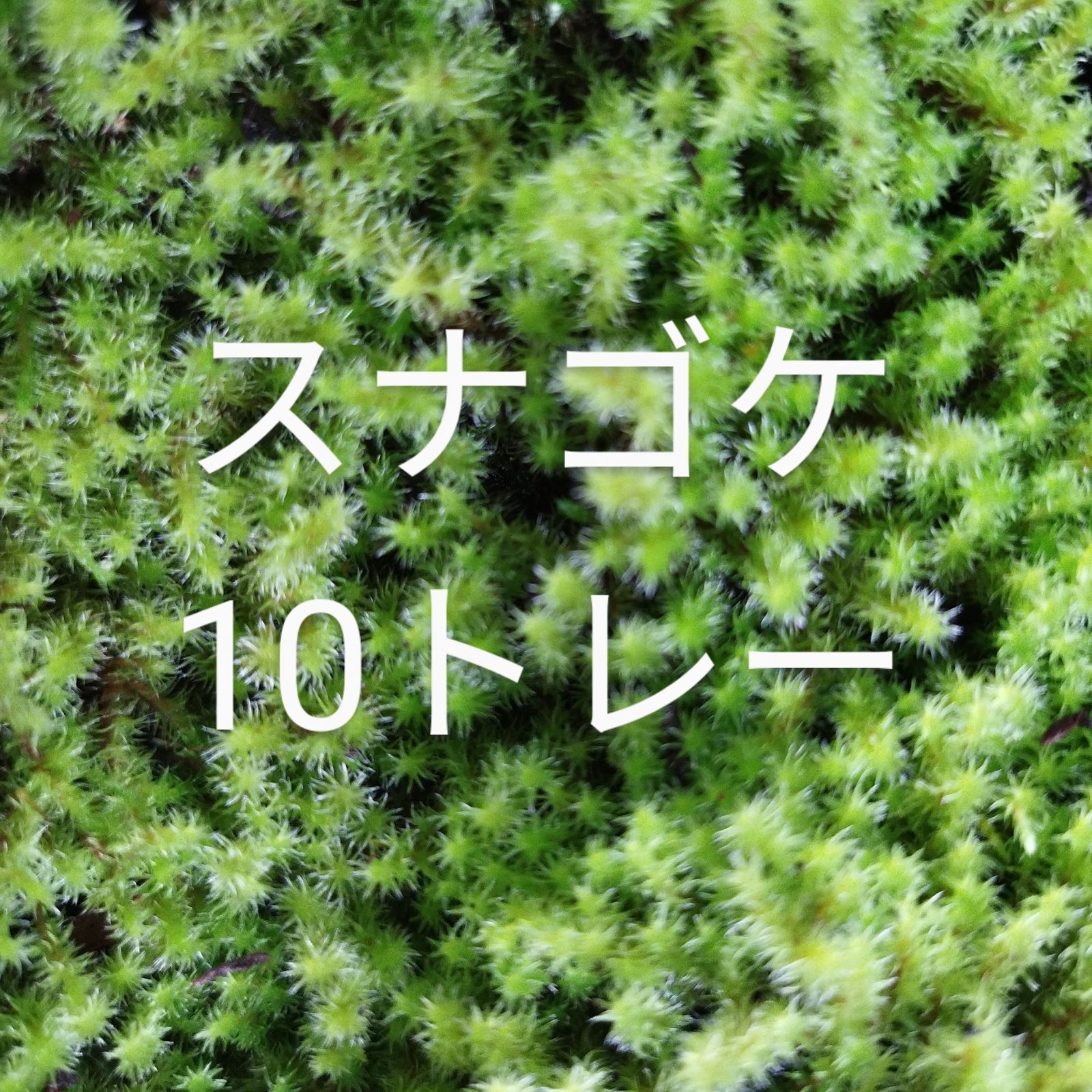 スナゴケ 10枚 【公式通販】