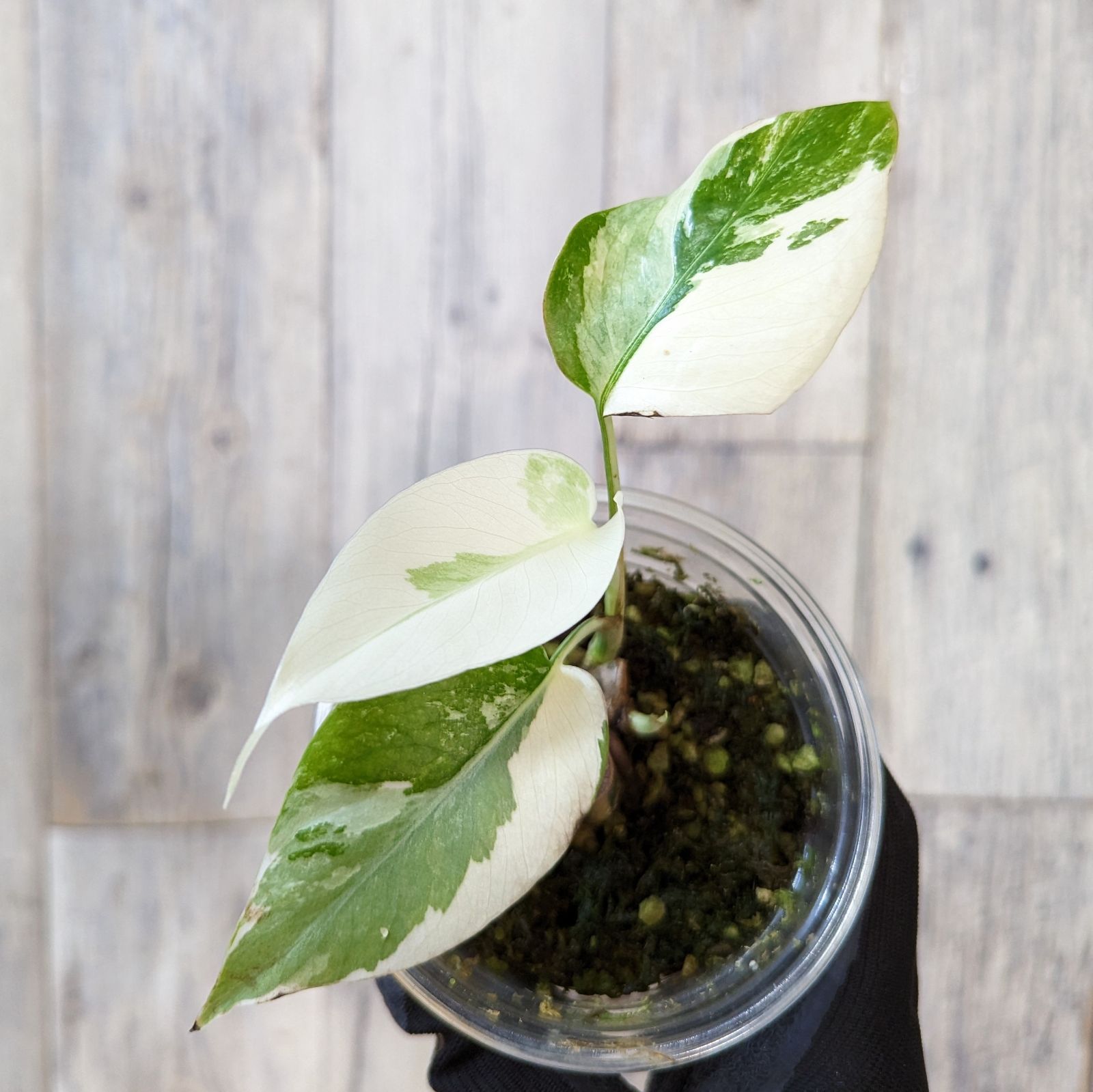 希少 斑入り モンステラ ボルシギアナ ハーフムーン 7株おまとめ