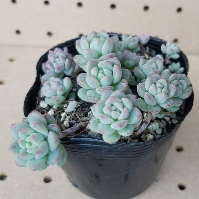 多肉植物・セダム属 抜き苗2.5号ポット【プロリフェラ】NO.A-33 - メルカリ 多肉植物・セダム属 抜き苗2.5号ポット【プロリフェラ】NO.A-33 - メルカリ