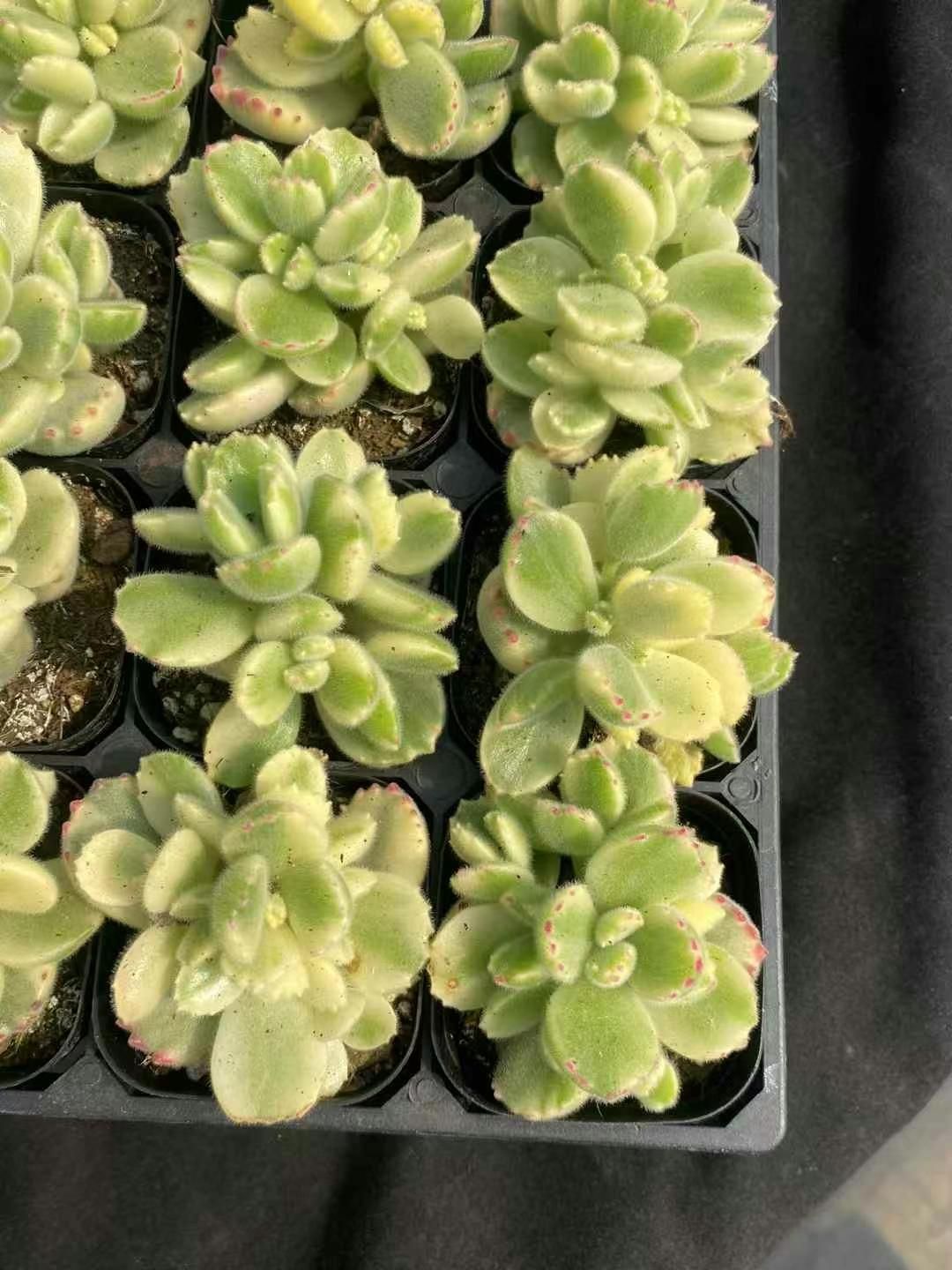 抜き苗 ホワイトベア MY286×40株 ふっくら 多肉植物 エケベリア