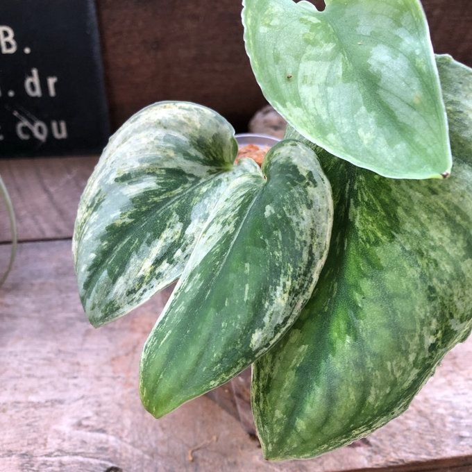 ポットごと♡エキゾチカ ホログラム♡スキンダプサス♡希少♡観葉植物