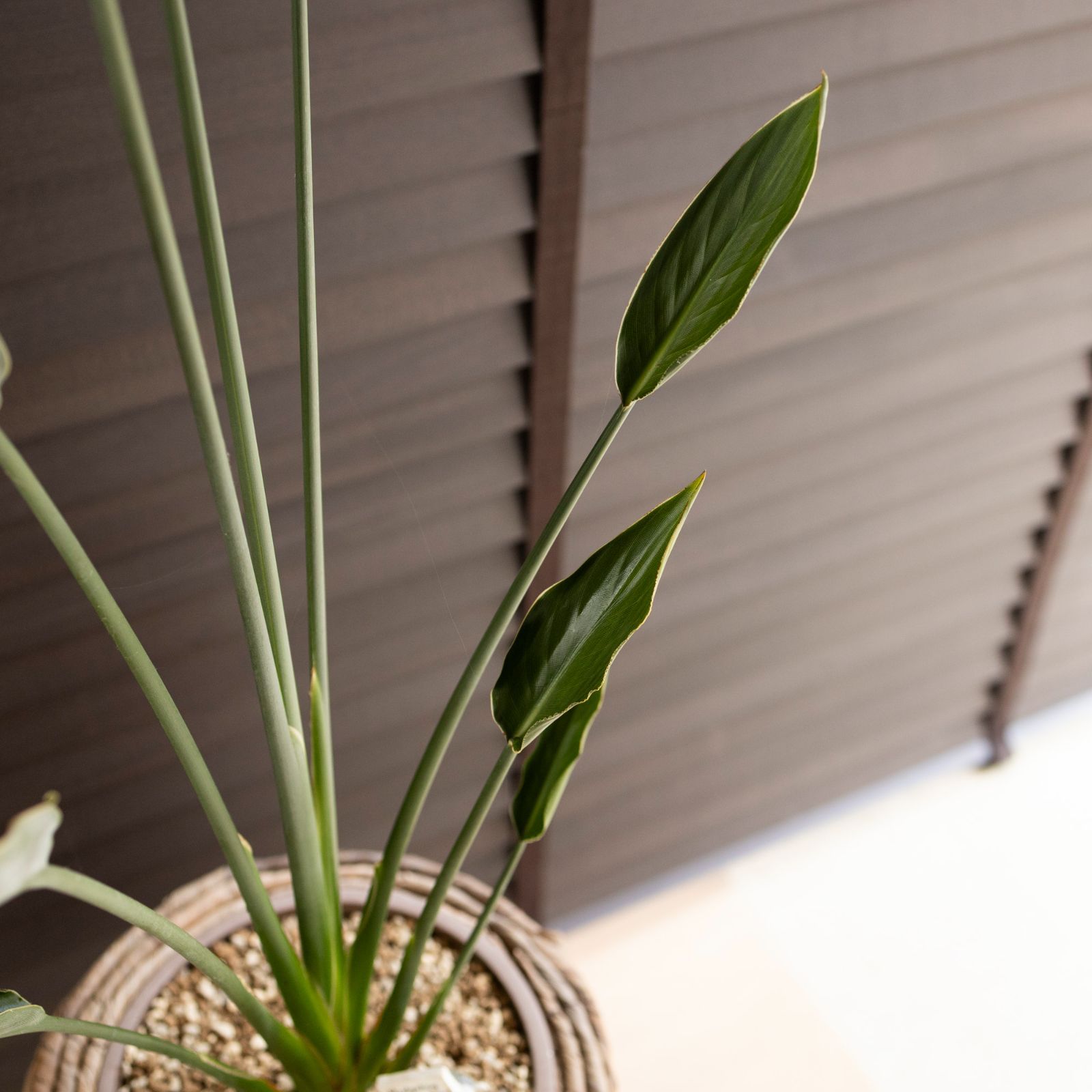 観葉植物 オーガスタ ストレチア ノンリーフ ガーデニング