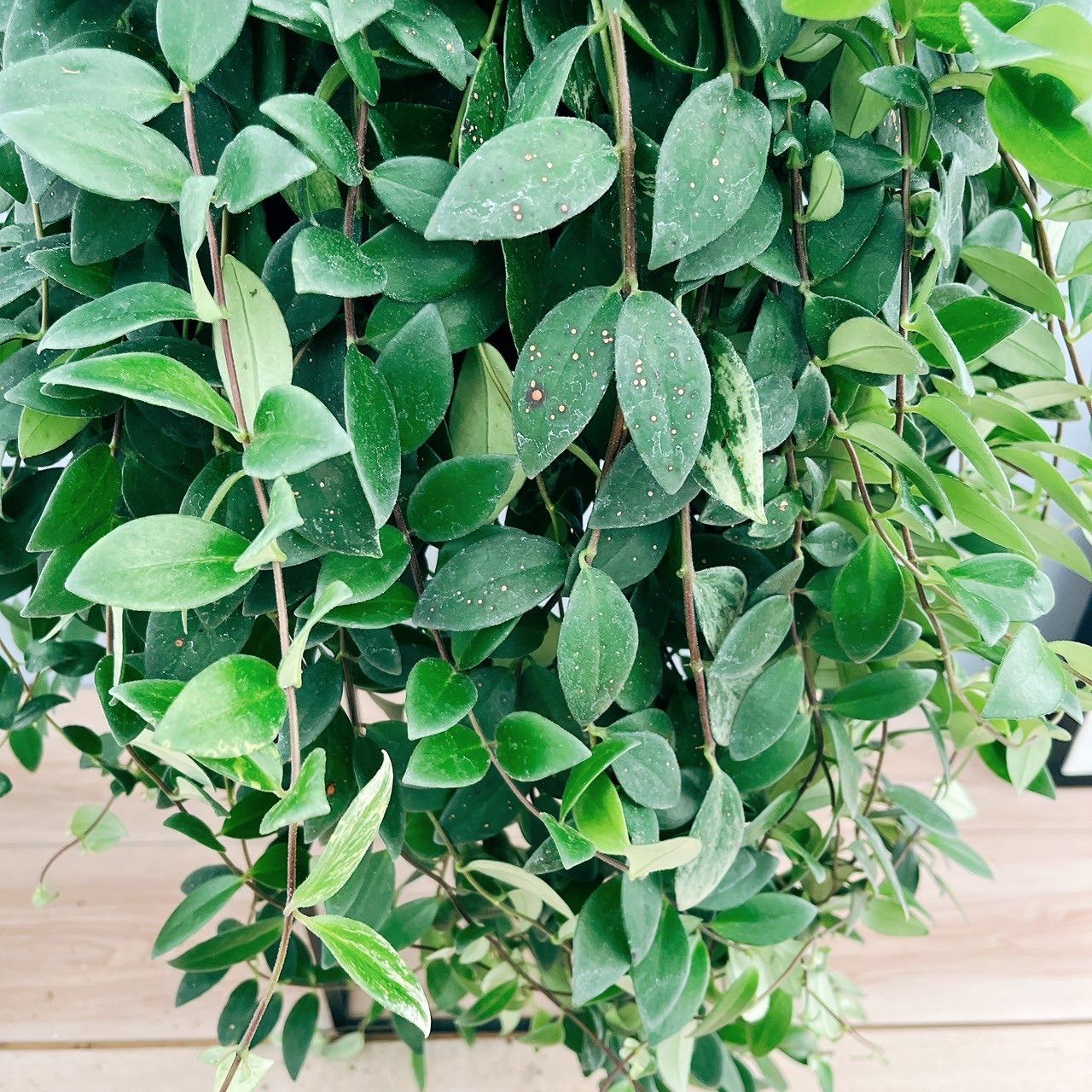 現品］36番 エスキナンサス ラディカンス 斑入り 5号 観葉植物