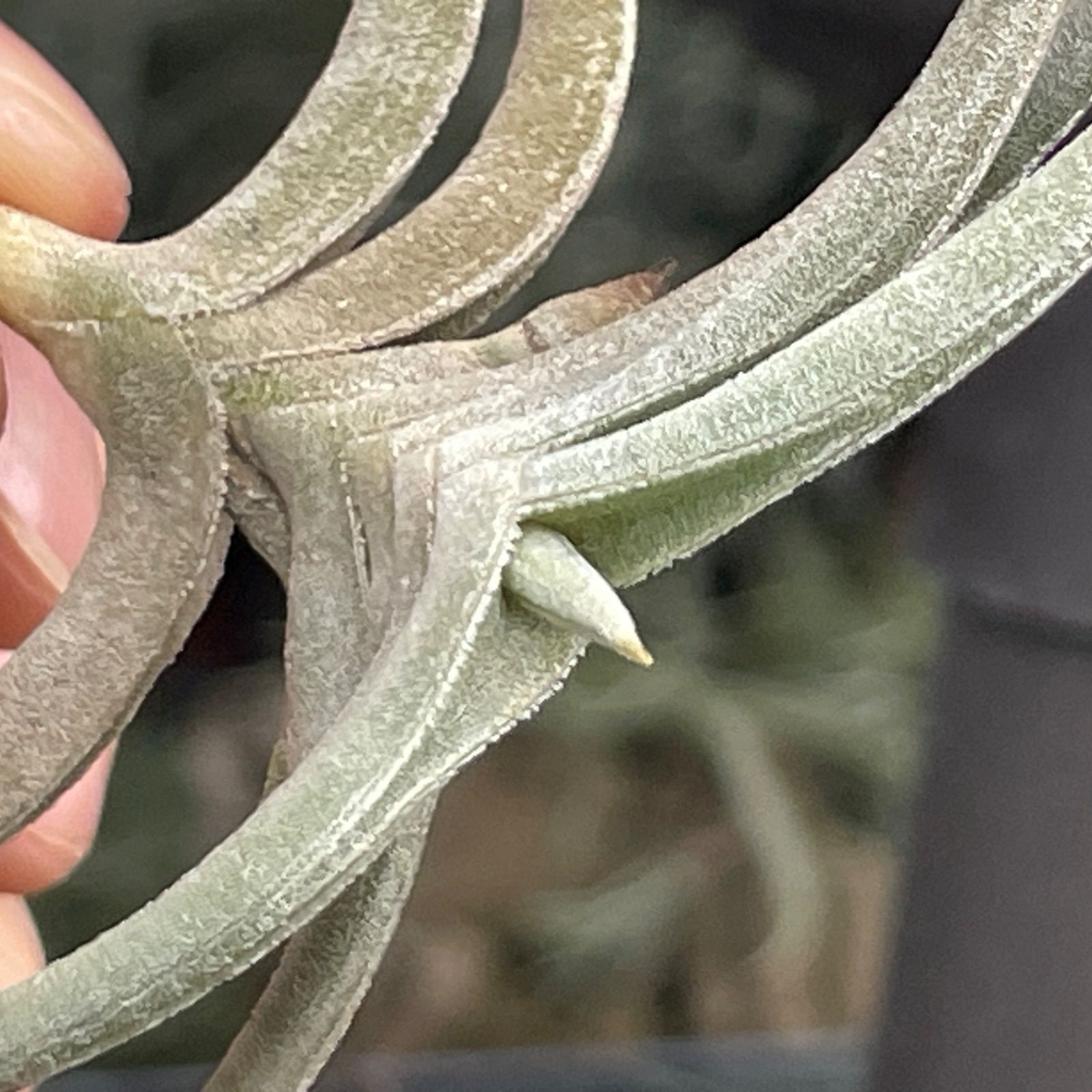 HR＊チランジア ギリエシー マイオール Tillandsia gilliesii fa