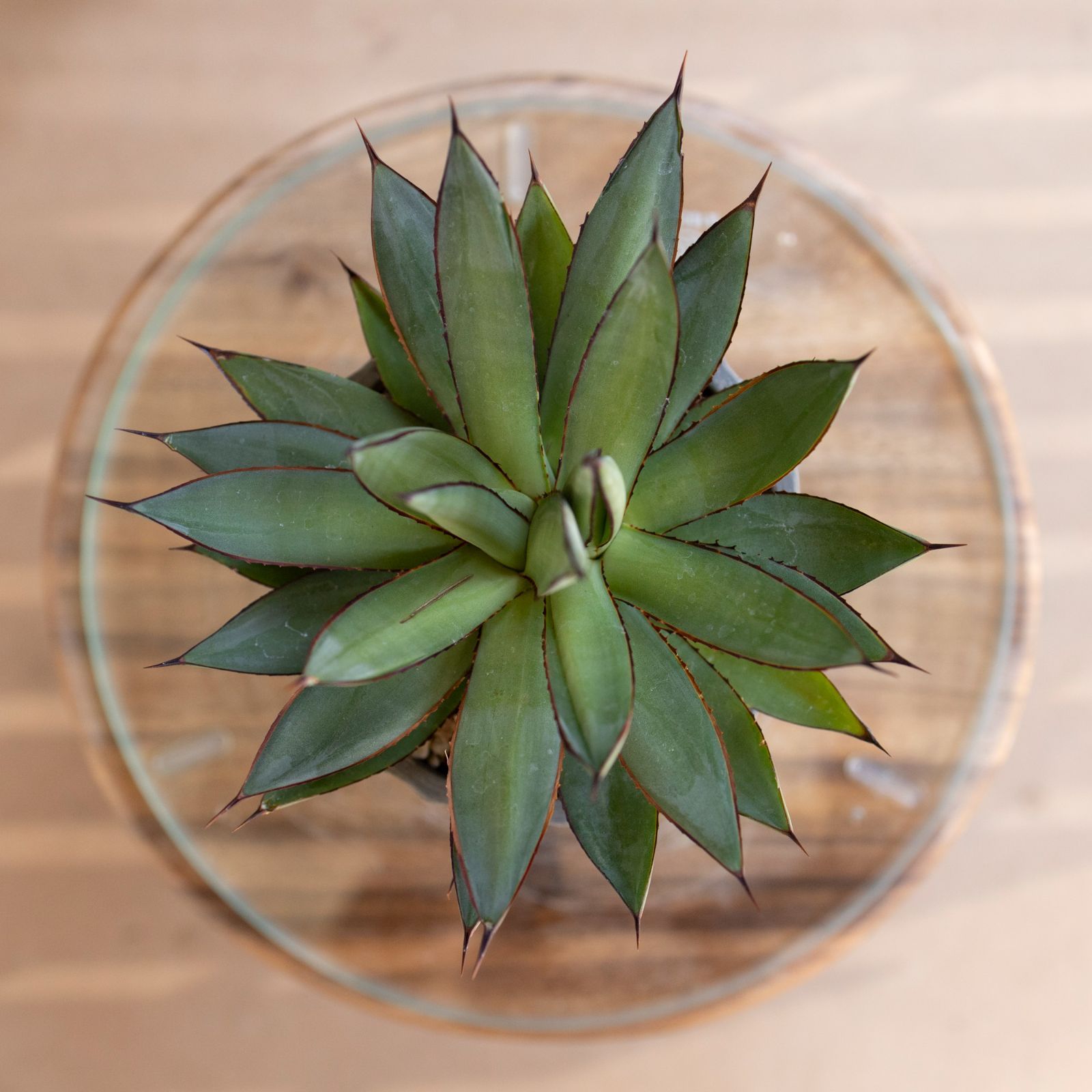 アガベ ロマニー Agave Romanii 4.5号 樹脂鉢 多肉植物 ビザール
