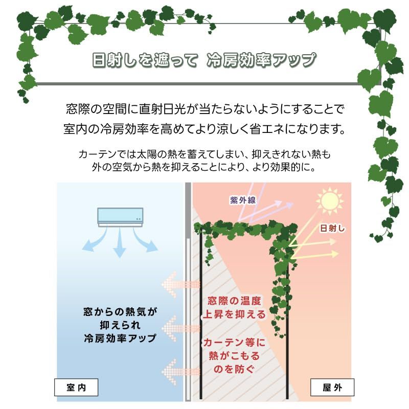 つる性植物 観賞用