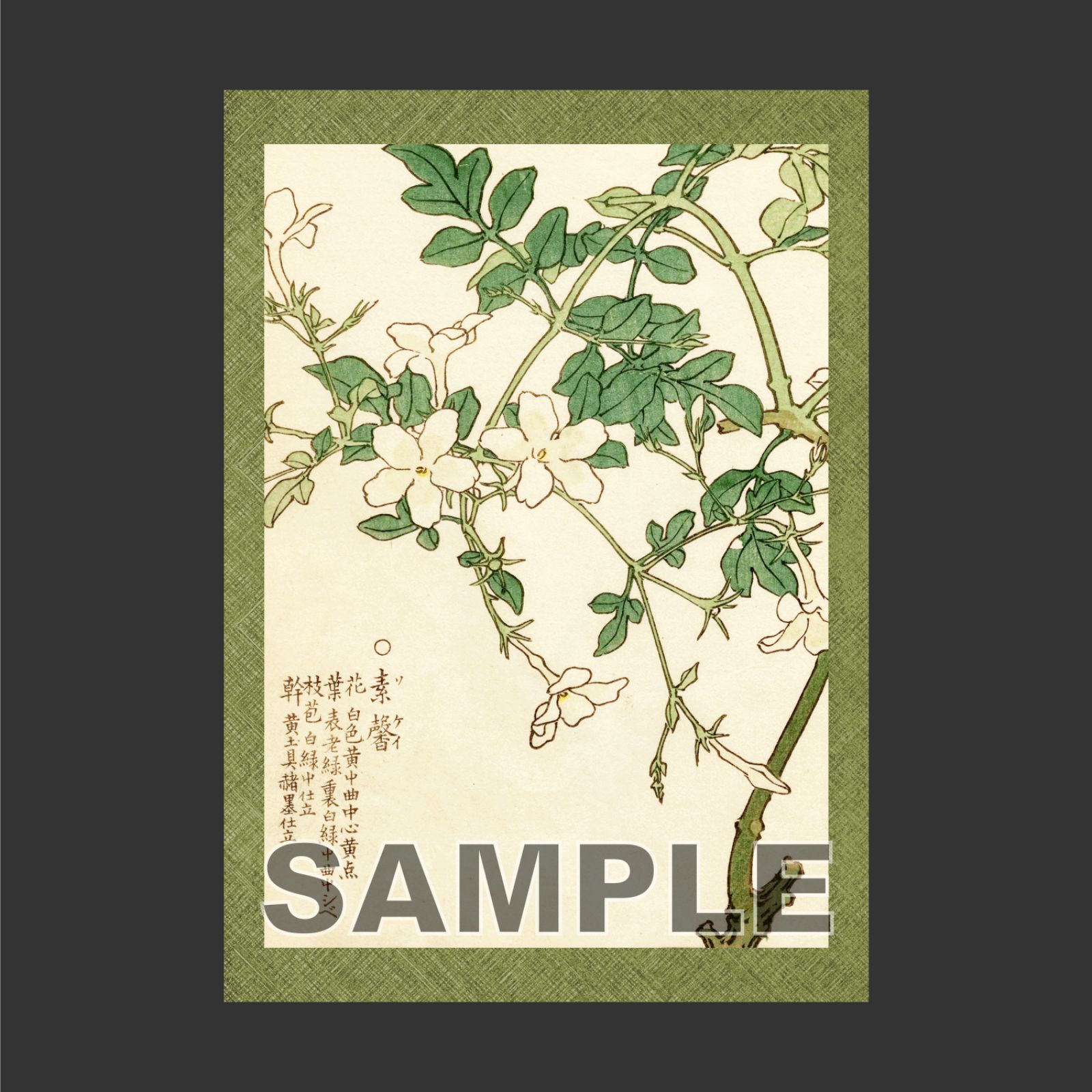 ★3日間の超特別価格！希少作家 高野卯港(油絵) 幸野楳嶺 「千種の花 ソケイ」 ボタニカルアート 日本画ポスター