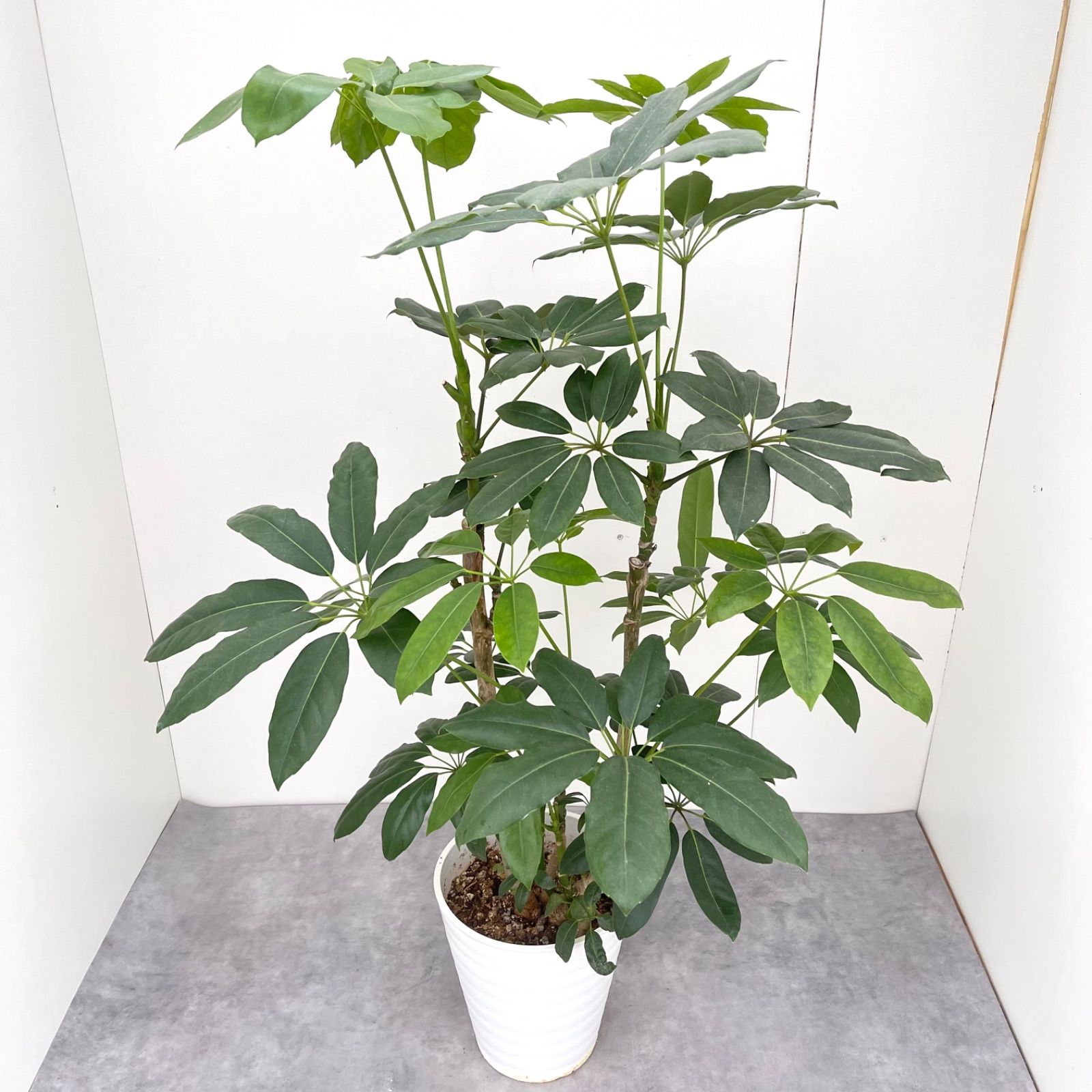 ブラッサイア 9【現品】観葉植物 大型 室内 - メルカリ