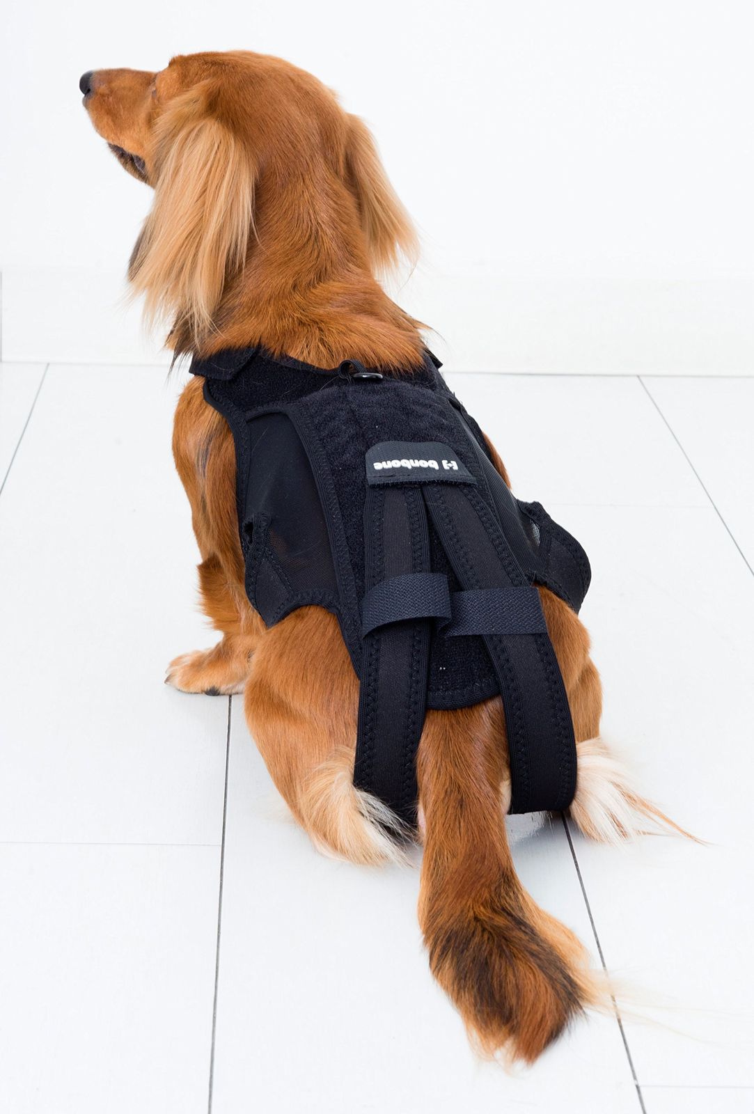 ブラック 犬