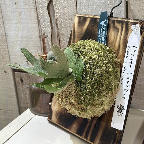 ビカクシダ 壁掛け用　ウィリンキー ビカクシダ ウィリンキー 板付 観葉植物 壁掛け コウモリラン wi08