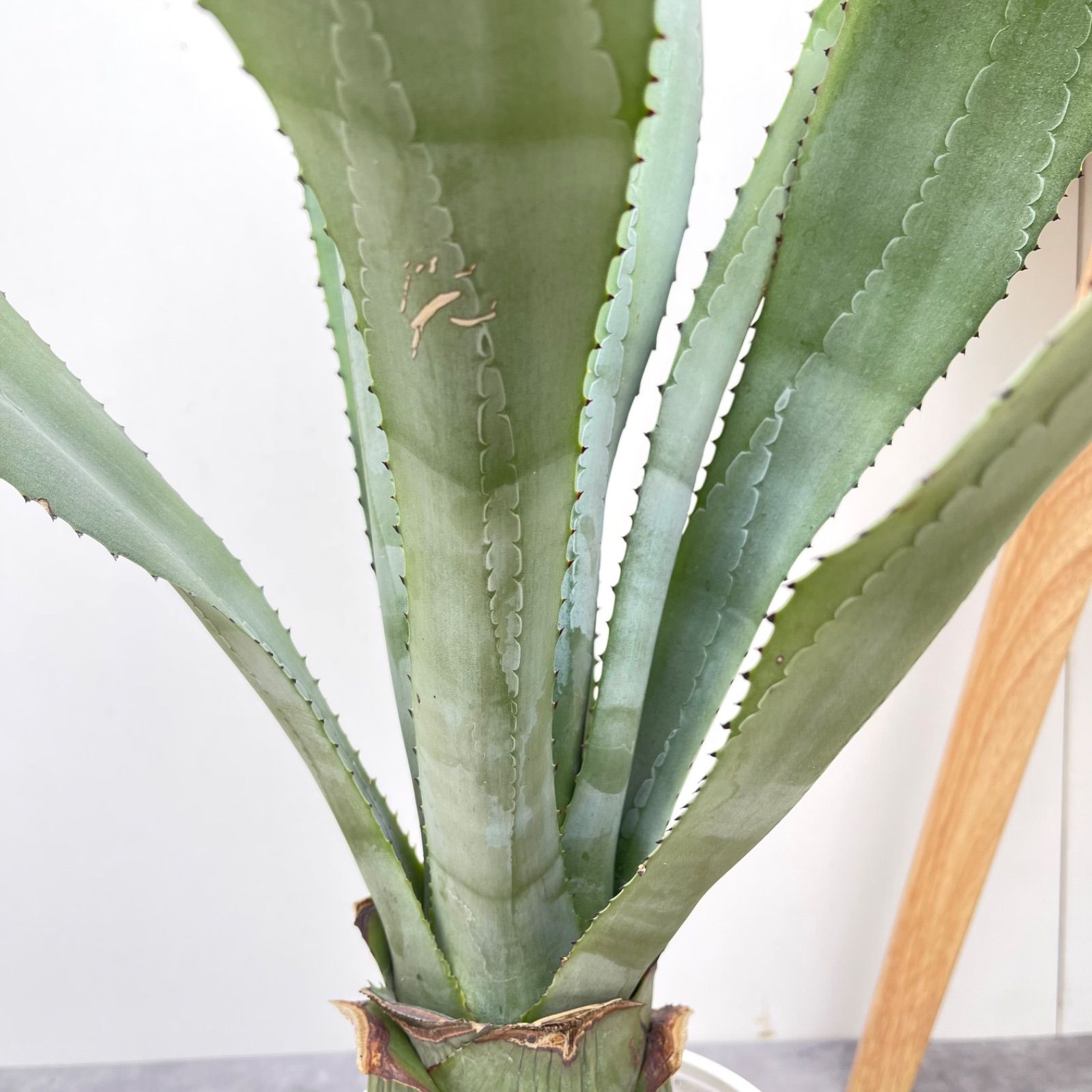 アガベ アメリカーナ【現品】観葉植物 ドライガーデン 大型 アガベ