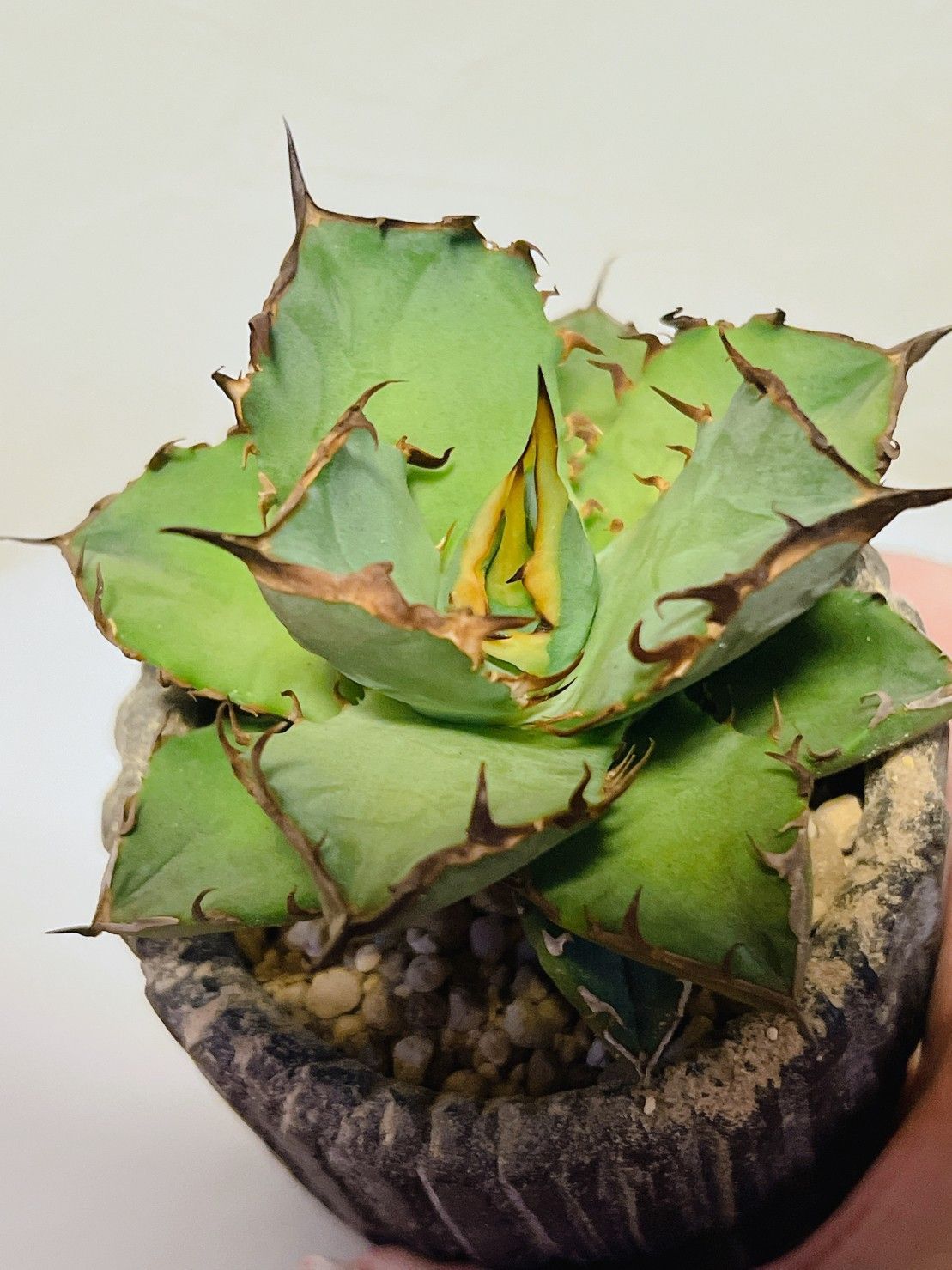 アガベ チタノタ 希少 牛魔王 台湾輸入株 9.5cm 台湾輸入株 - メルカリ