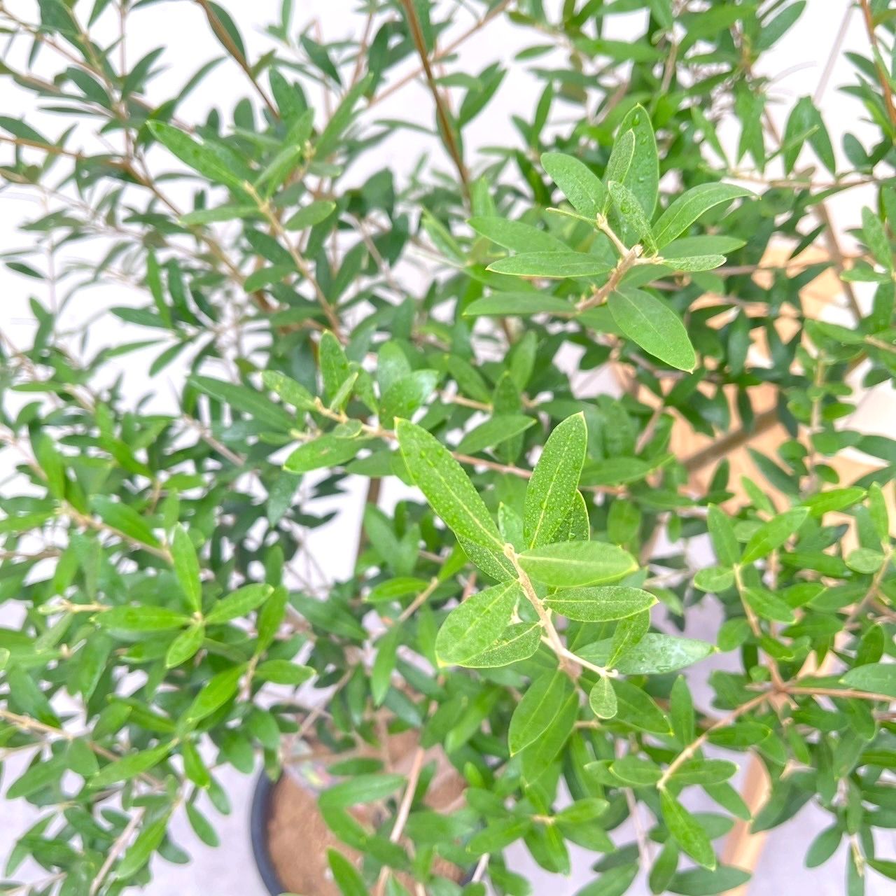 ボンボン　souju 　創樹　オリーブ　ネバディロブランコ　鉢植え　苗 現品 盆栽樹形！ オリーブの木 ネバディロブランコ souju 8号