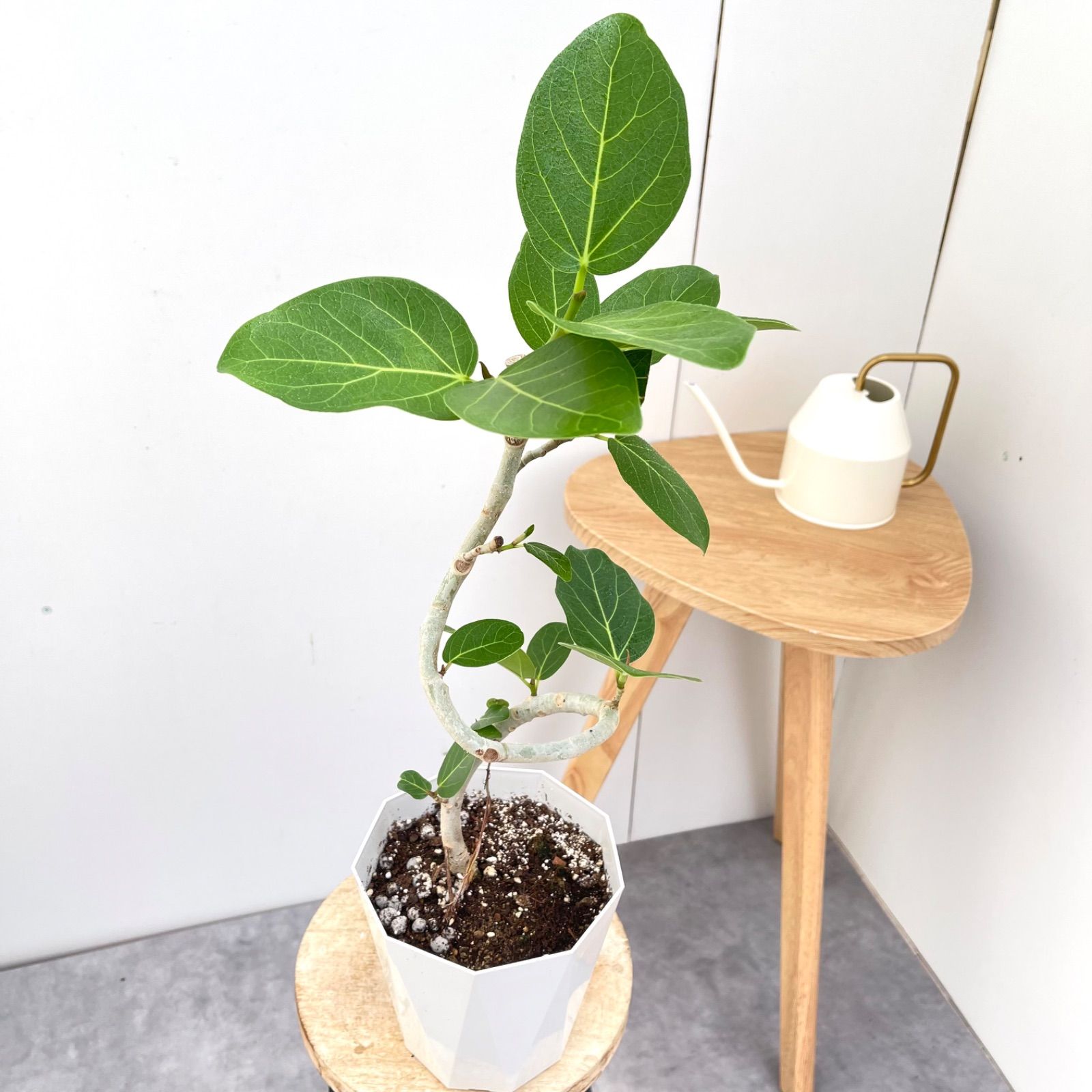 ［現品］フィカス　ベンガレンシス　曲がり　観葉植物　室内 現品］9番 フィカス ベンガレンシス 曲がり 8号 観葉植物 室内