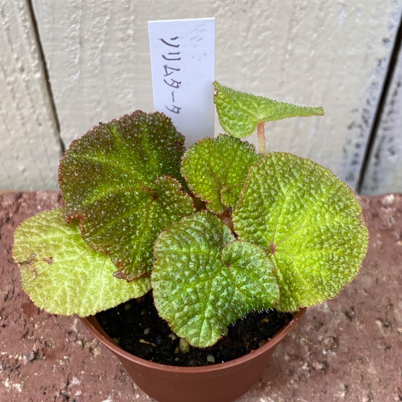 レックスベゴニア 8種セット - メルカリ