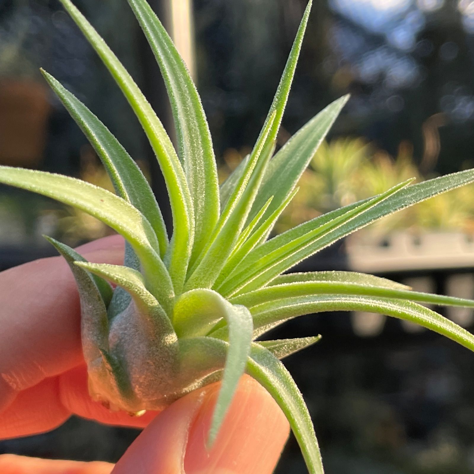 チランジア イオナンタ マキシマ アルビノ クランプ チランジア