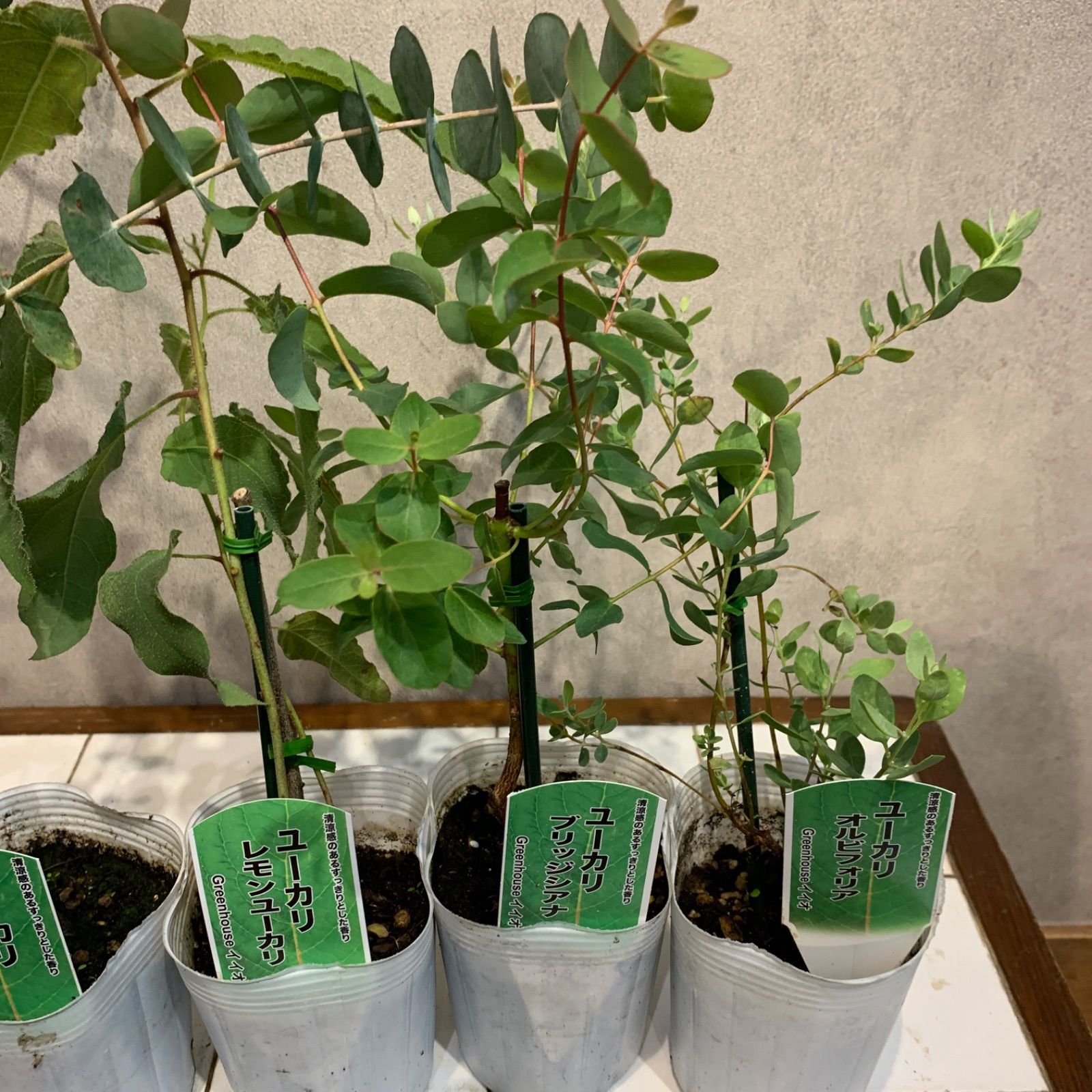 数限定❗️ユーカリ5種mix 3号ポット 5苗セット - メルカリ