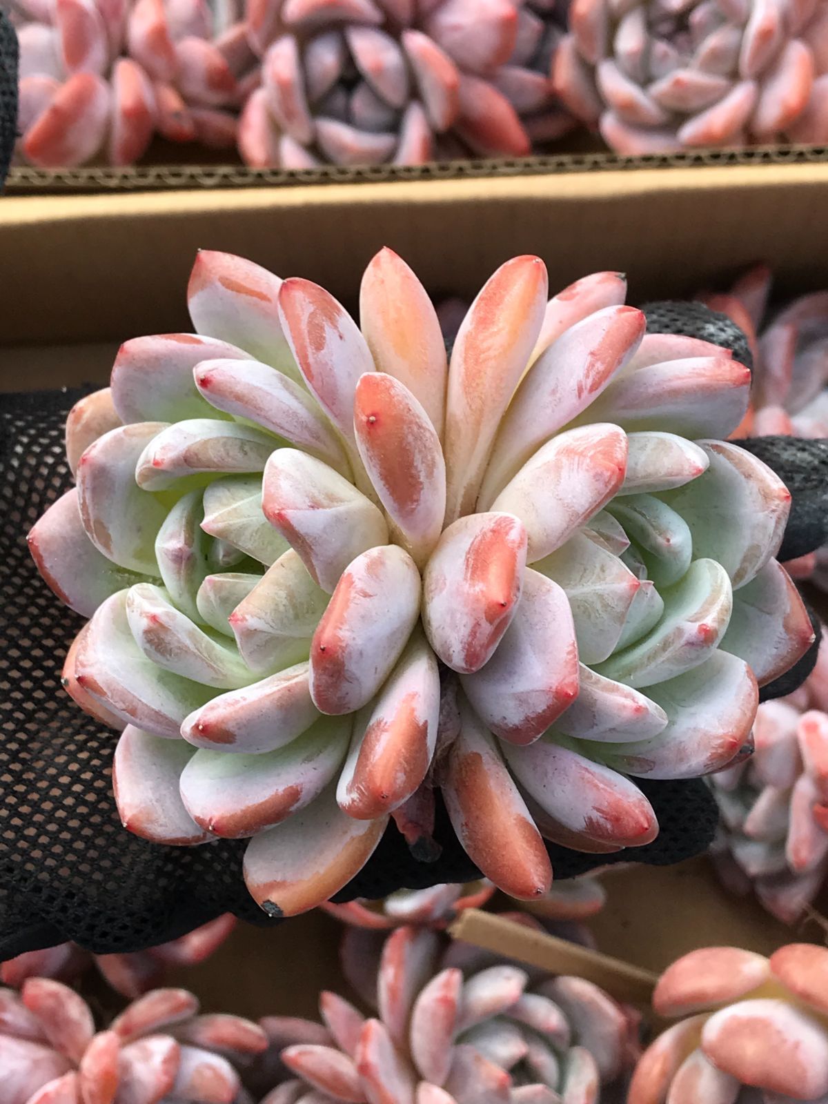 新入荷 ロココ 鮮やかな72苗セット 土と根付き 多肉植物