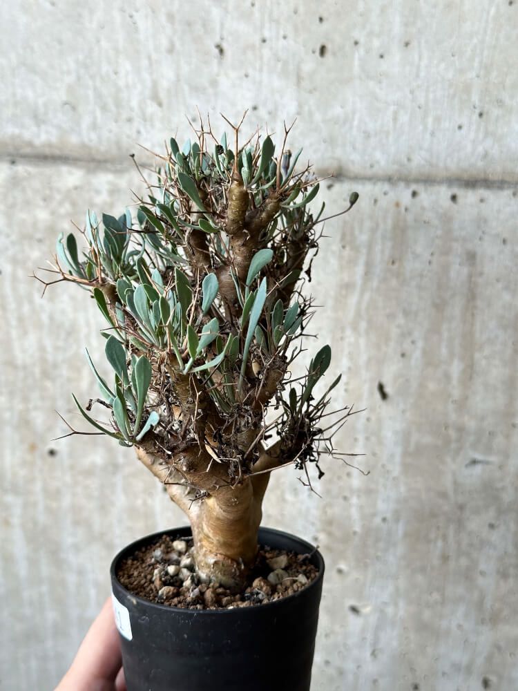 ユーフォルビア クリスパ 現地株 ① Euphorbia crispa