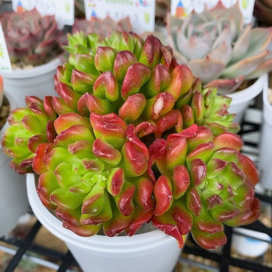 多肉植物 モンロー錦♡小苗 【公式通販】