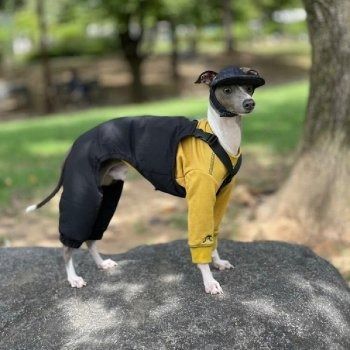 イタグレ　フィールドジャケット上下　Lサイズ　Houndys フィールド ジャケット 全3色 / イタグレ服 - イタグレ服 ハウン