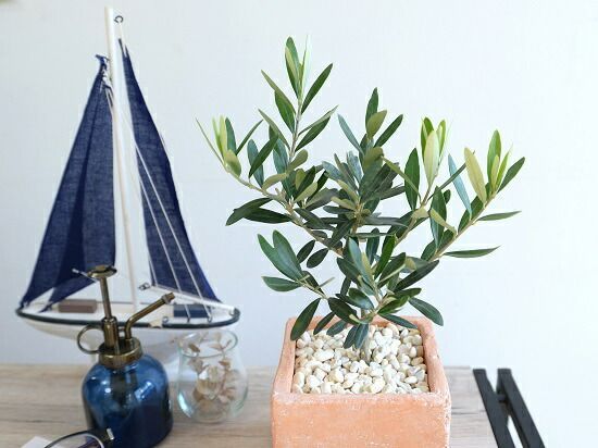 観葉植物 オリーブ オレンジテラコッタ風 キューブ型 陶器鉢【黄色小石