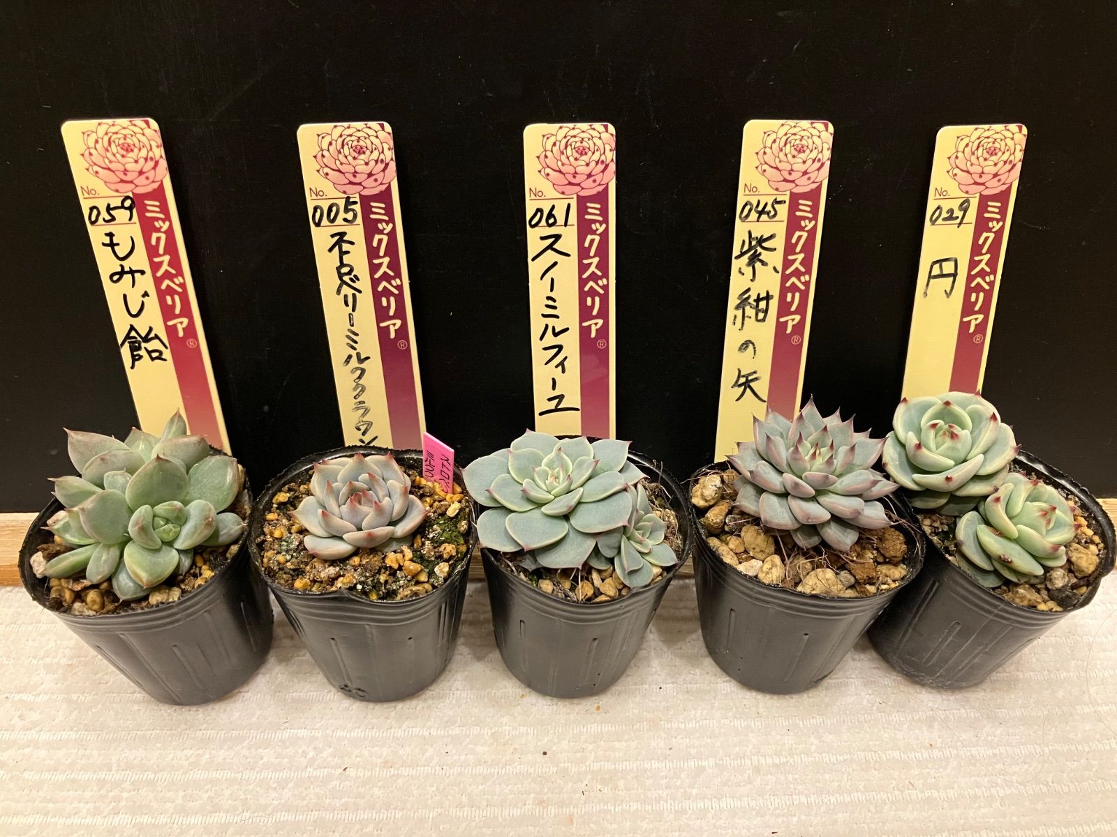 紅手鞠（札付き）ミックスベリア　おらいさん　多肉 紅手鞠 ミックスベリア おらいさん 多肉植物 - メルカリ