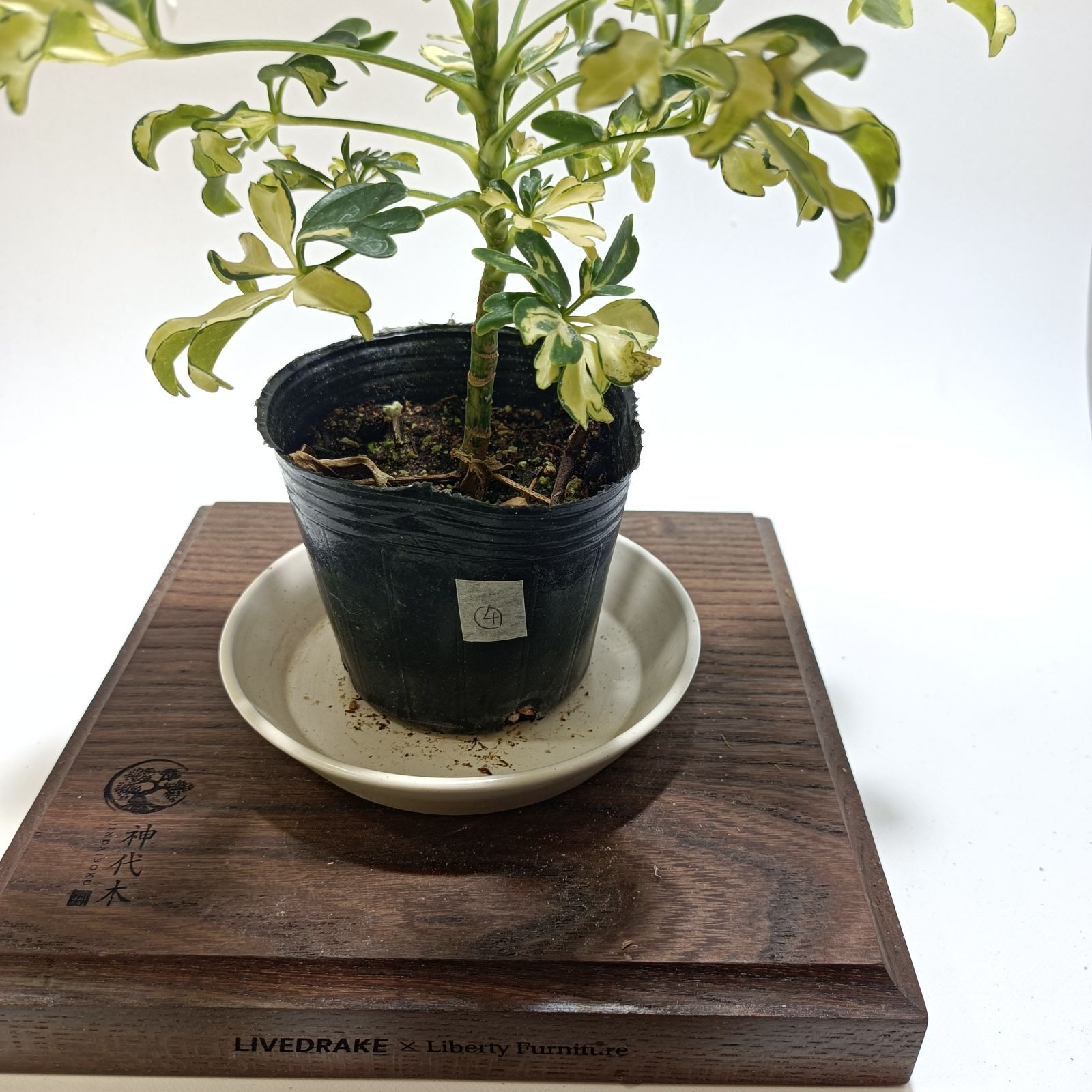 シェフレラ ジェニーネ 3号ポット scf-rnt-f_24-12-00000 - メルカリ