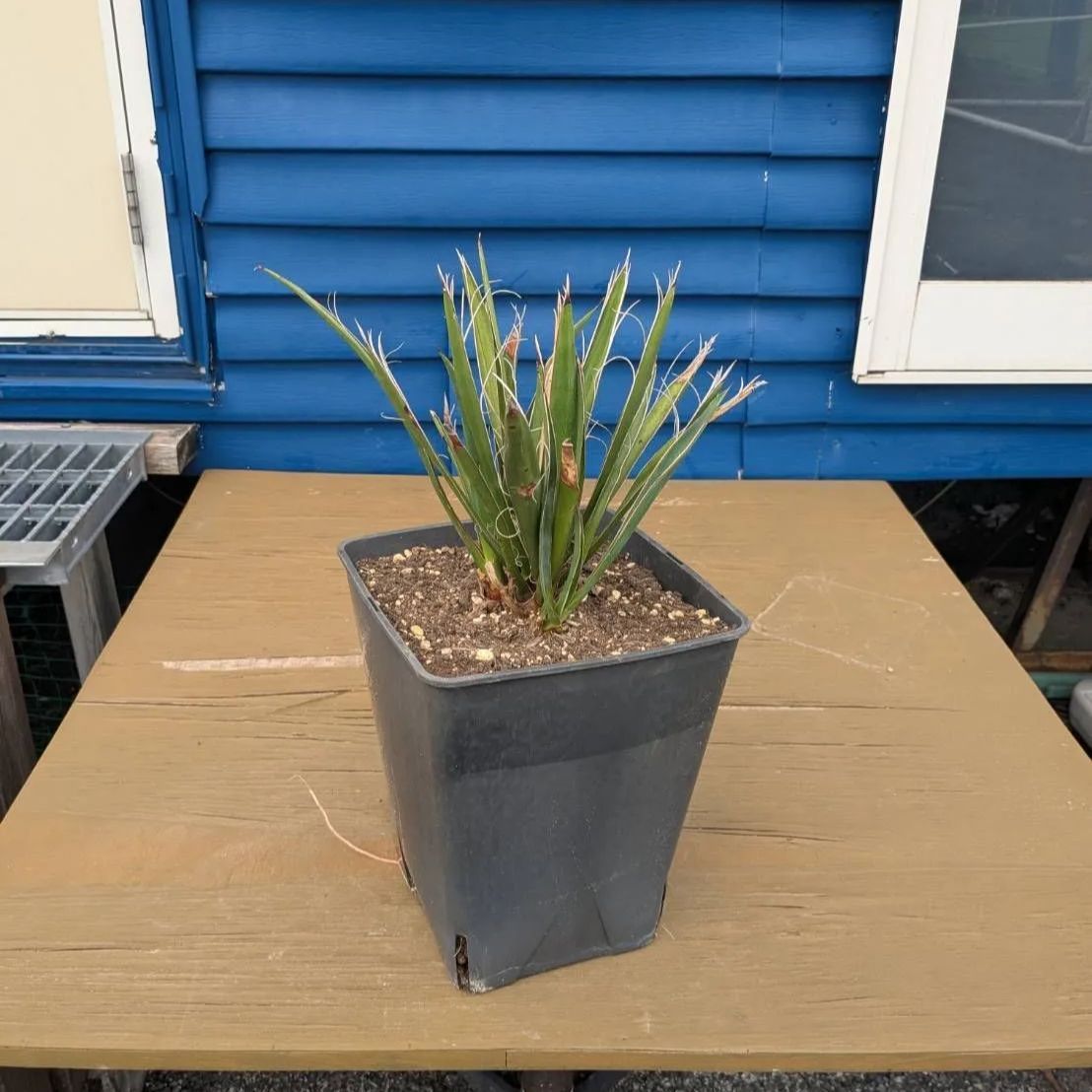 子株付き】 【鉢ごと発送】 8号鉢：ユッカ カルネロサーナ Yucca