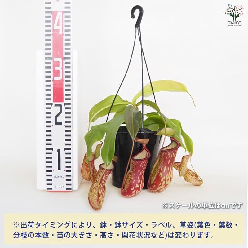 靫葛 ウツボカズラ