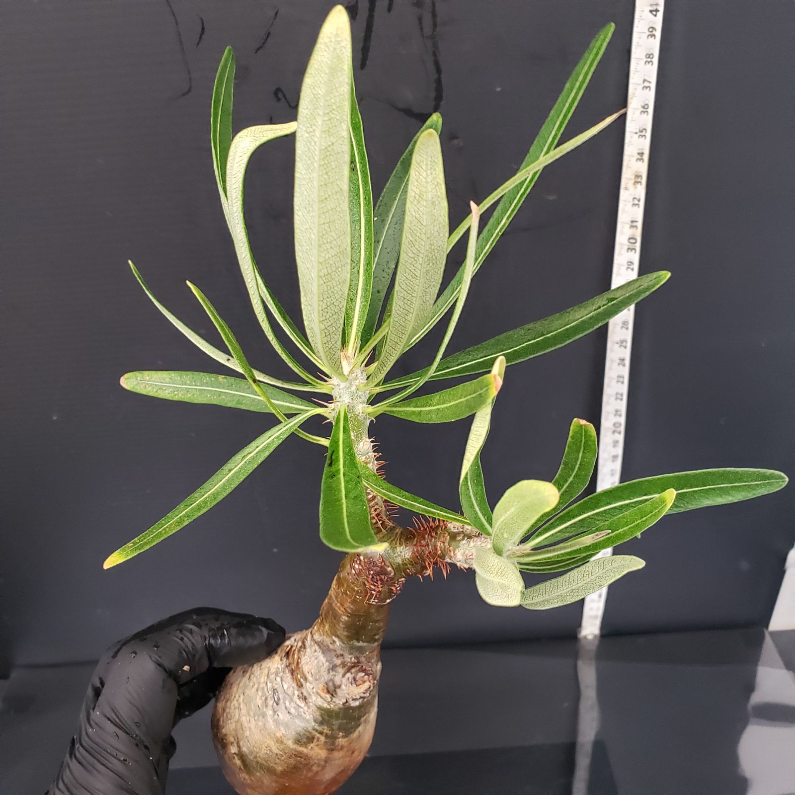 V272【自社養生発根株】Pachypodium グラキリス（SS）（現地球