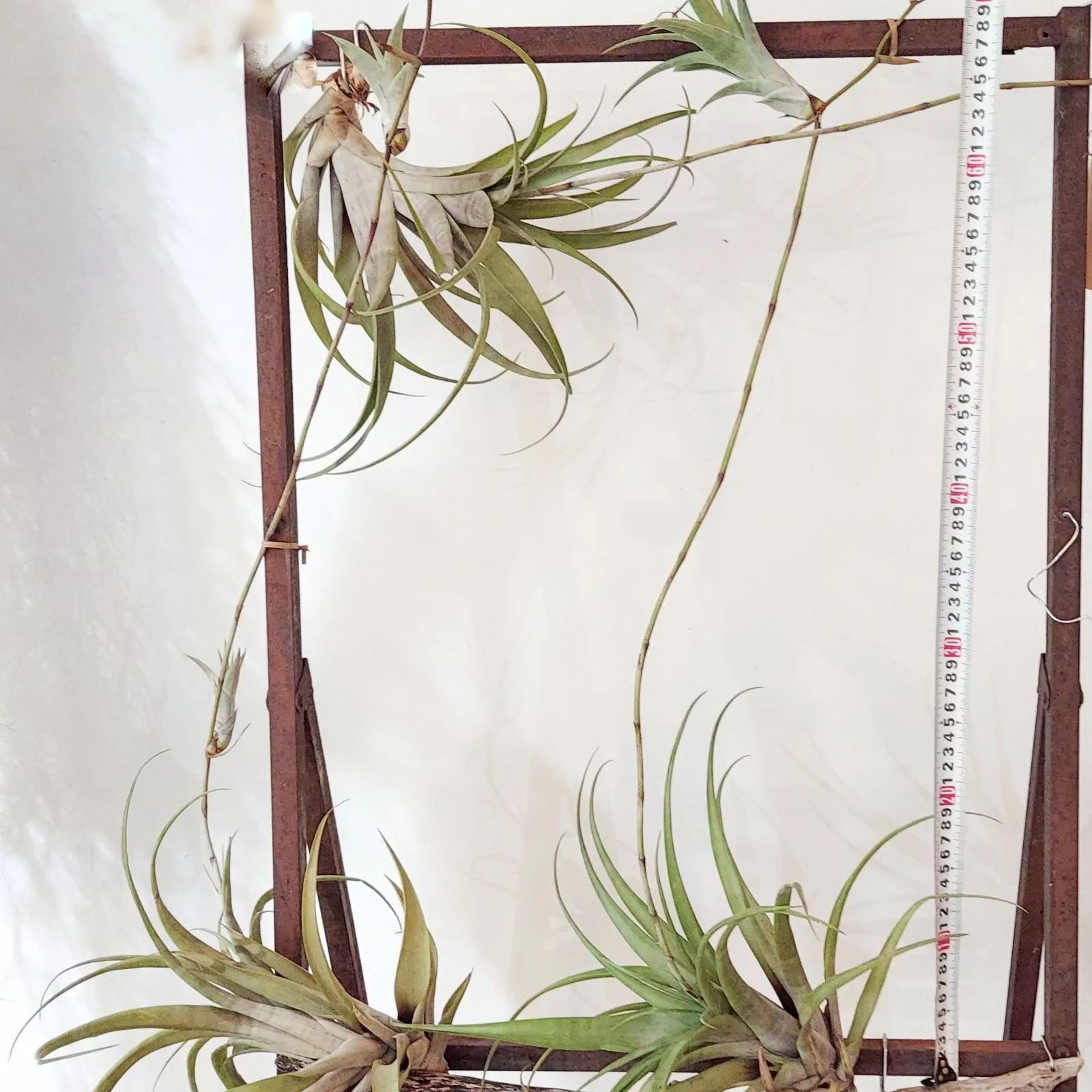 エアプランツ チランジア フレクスオーサ ヴィヴィパラ 着生植物