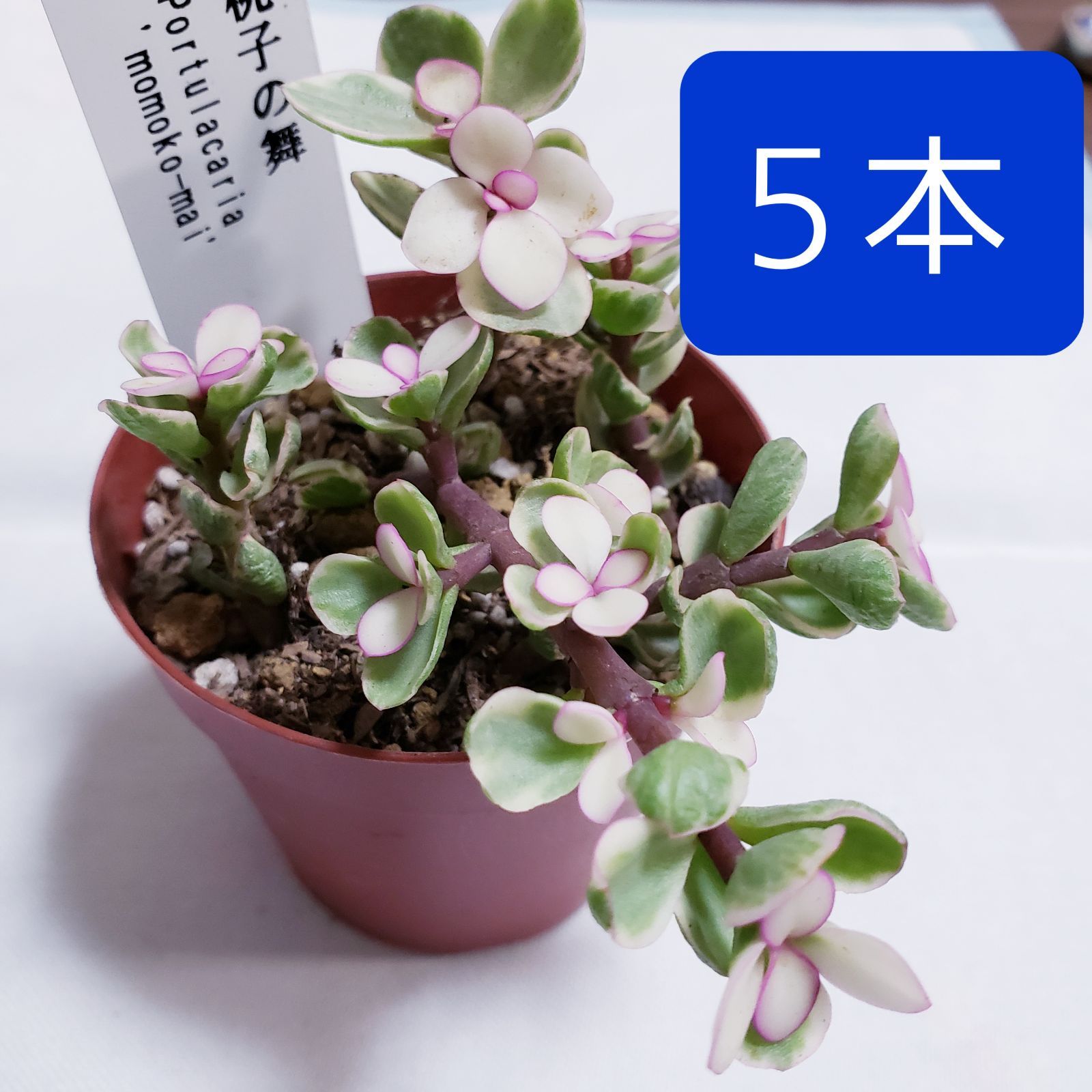 桃子の舞 5本(1鉢)抜き苗 多肉植物 - メルカリ