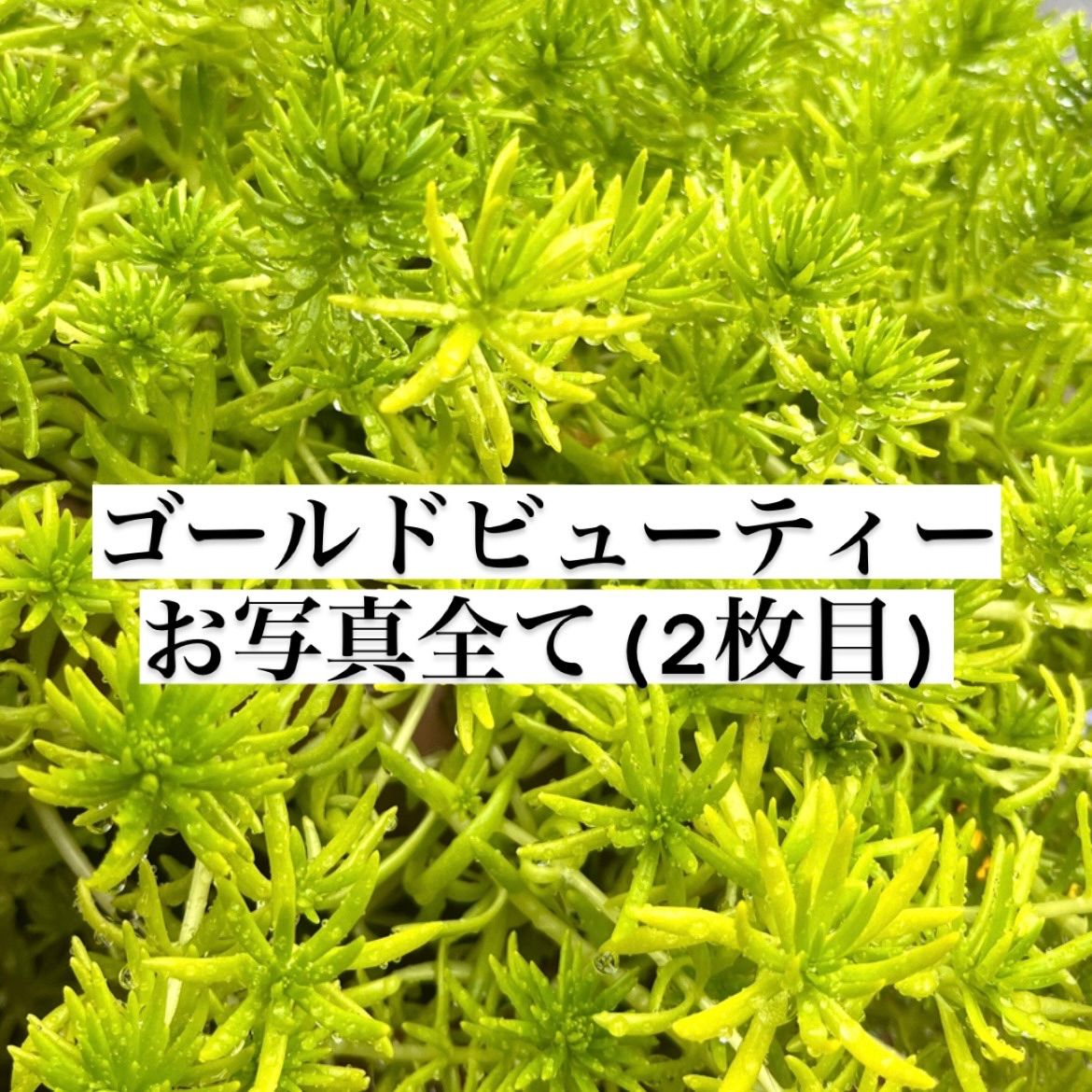 多肉植物 セダム ゴールドビューティ♡ - 植物