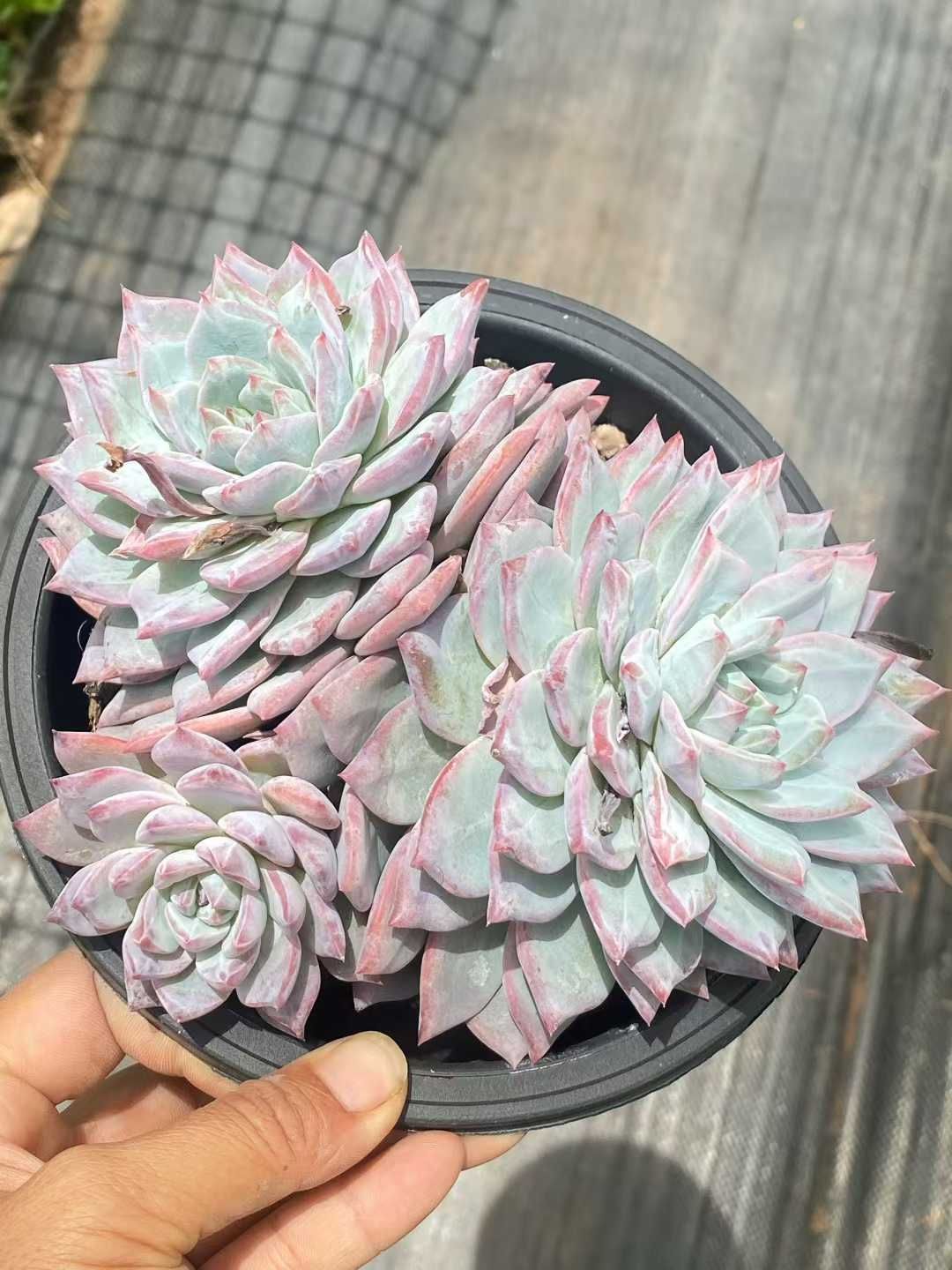 新入荷 ピンクブルーバード QS1107×15鉢 抜き苗 多肉植物 アエオニウム