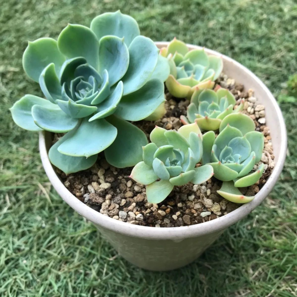 保障できる 七福神① 多肉植物 エケベリア属 小さめ子株つき 抜き苗 ...