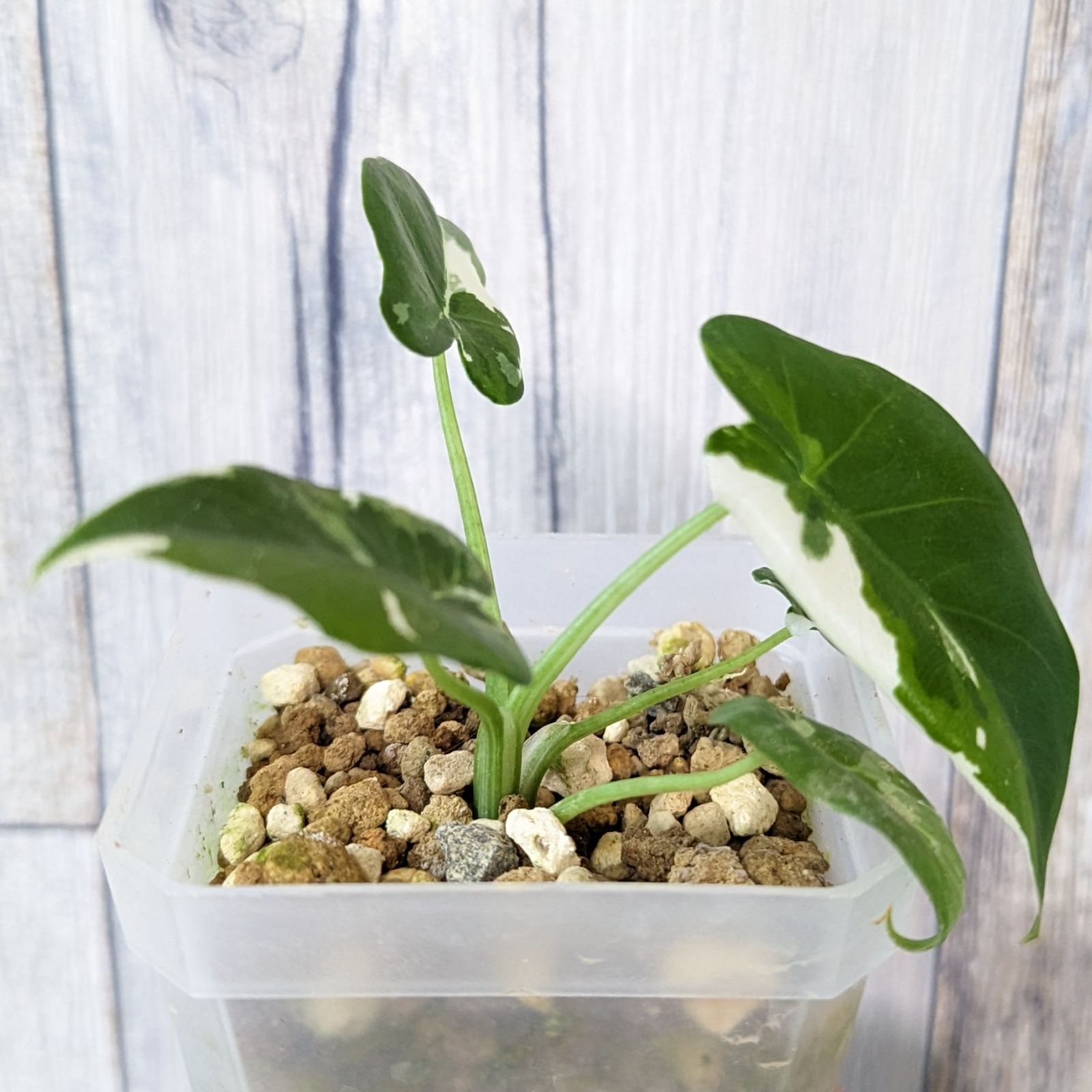 クワズイモ 斑入り 希少 斑入りクワズイモ♡希少♡観葉植物♡インテリア リース パリジェンヌ