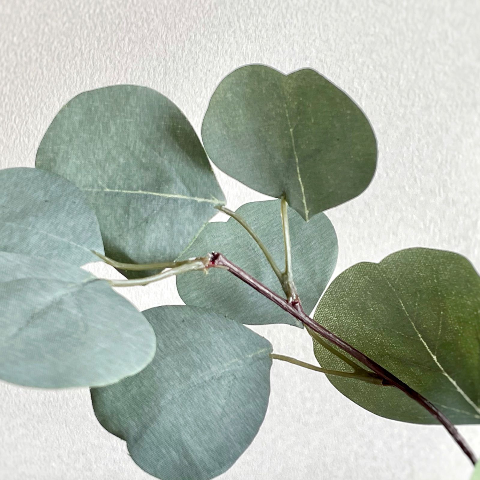 人気の福袋 激安大特価 新品 未使用 フェイクグリーン ユーカリ ポポラス 1本 丸葉ユーカリ おしゃれ 植物 観葉植物 Www Liberisogni Org Www Liberisogni Org 人気の福袋 激安大特価 新品 未使用 フェイクグリーン ユーカリ ポポラス 1本 丸葉ユーカリ おしゃれ 植物 観葉植物 Www Liberisogni Org Www Liberisogni Org