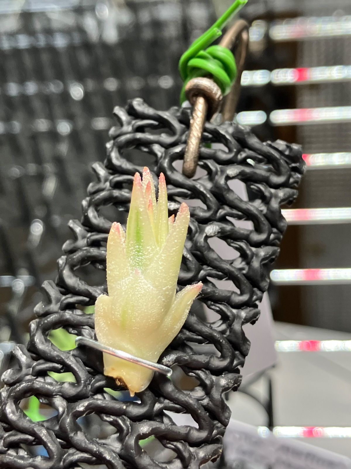 SYバンハイニンギー ハワイアンピーチ＋アルボ SY様専用バンハイニンギー ハワイアンピーチ＋アルボ