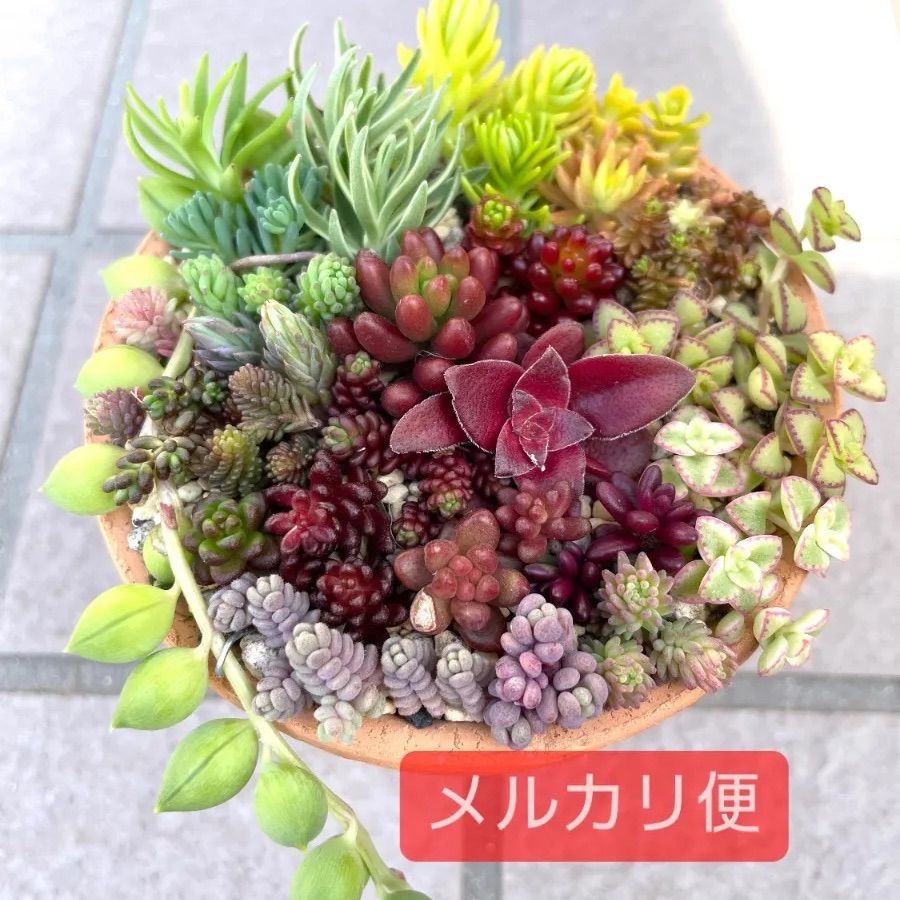 ☆ちまちま寄せ植え☆メルカリ便☆多肉植物寄せ植えセット☆カット苗