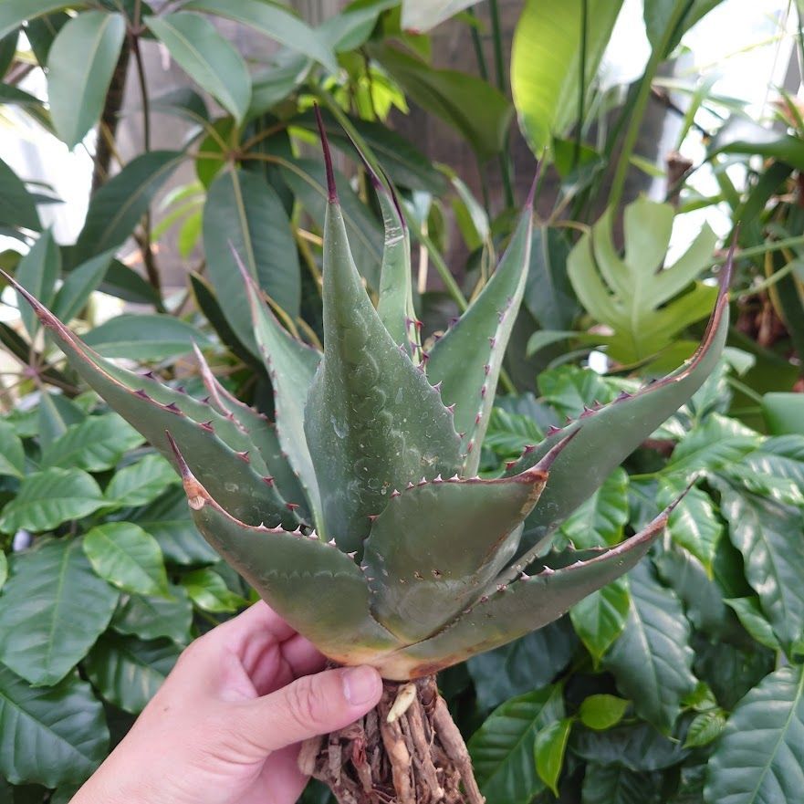 アガベ　ジェントリージョーズ　発送は9/3〜 アガベ ジェントリージョーズ 発送は9/3〜 アガベジェントリージョーズ