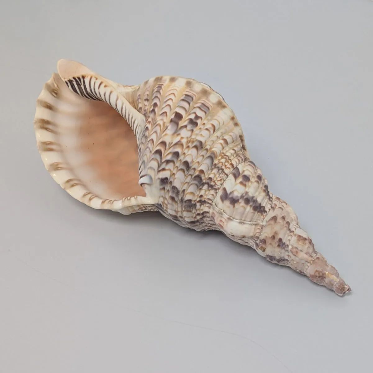 法螺貝3個セット(20~23cm) 法螺貝3 法螺貝3個セット(20~23cm) 法螺貝のおすすめ人気商品