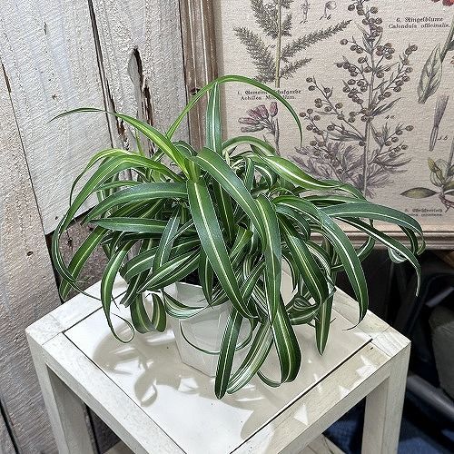 観葉植物 オリヅルラン ボニー 4号(個体おまかせ1鉢) インテリア