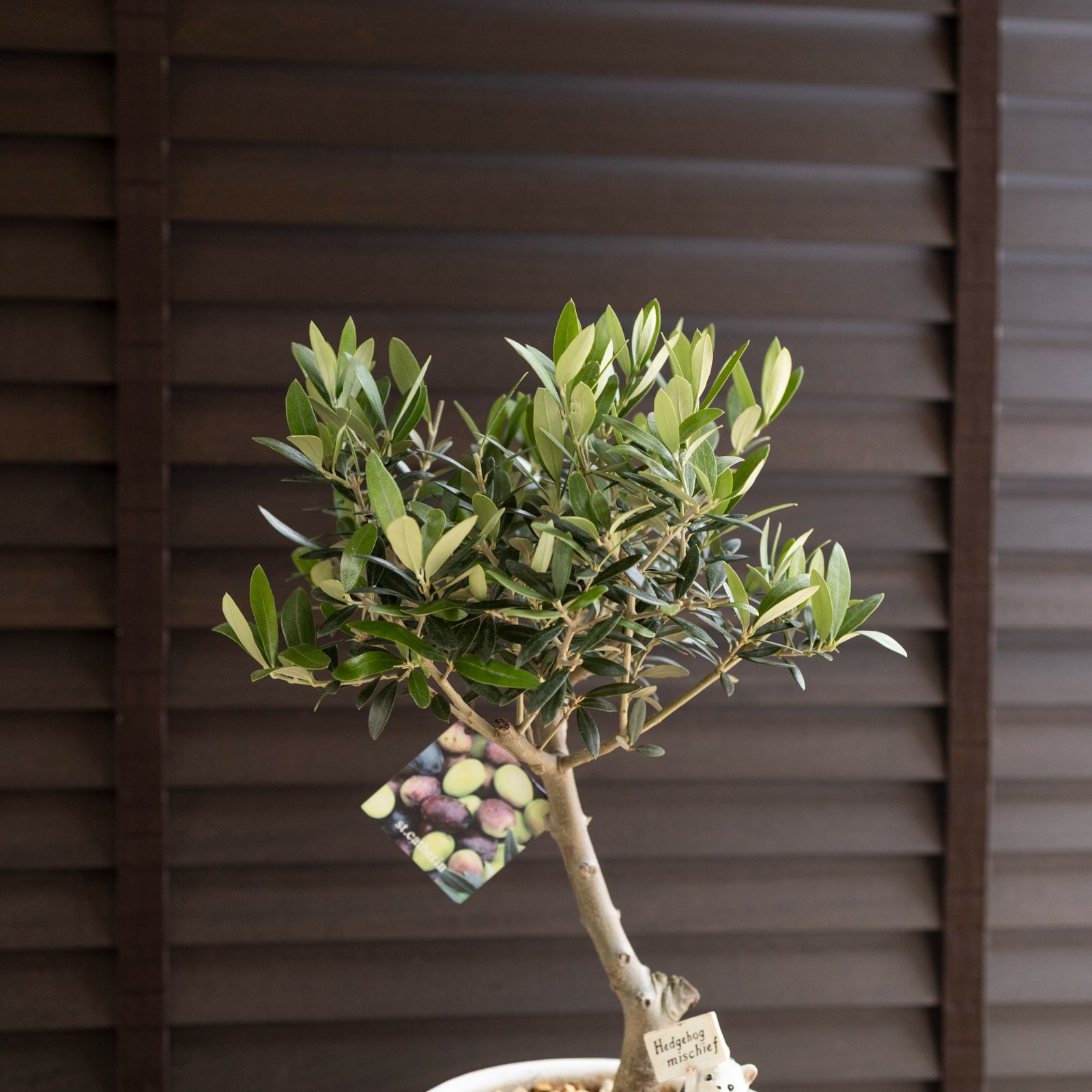 ［現品］【希少】※売約済※ 91番　創樹　オリーブセントキャサリン　8号　レア 現品］【希少】91番 創樹 オリーブ セントキャサリン 8号 観葉植物 レア