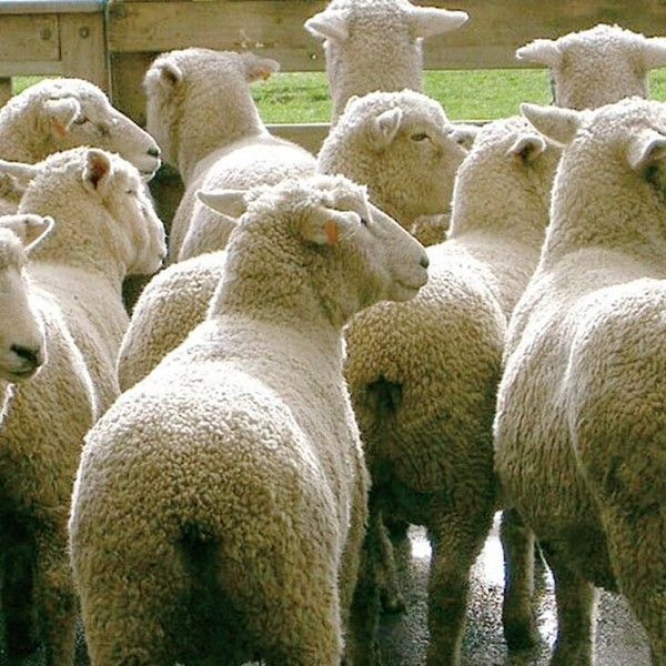 ♪日本製 ボリュームウール混 敷布団 防ダニ 抗菌防臭加工 ダブル 布団 来客用 ダブルサイズ WWW_OLIVIERBERNSTEIN_COM